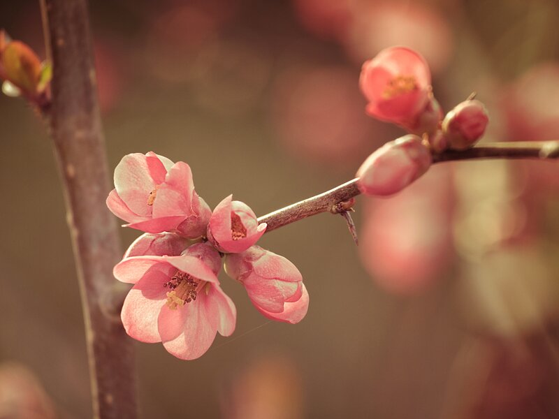 Pink blossoms on a branch