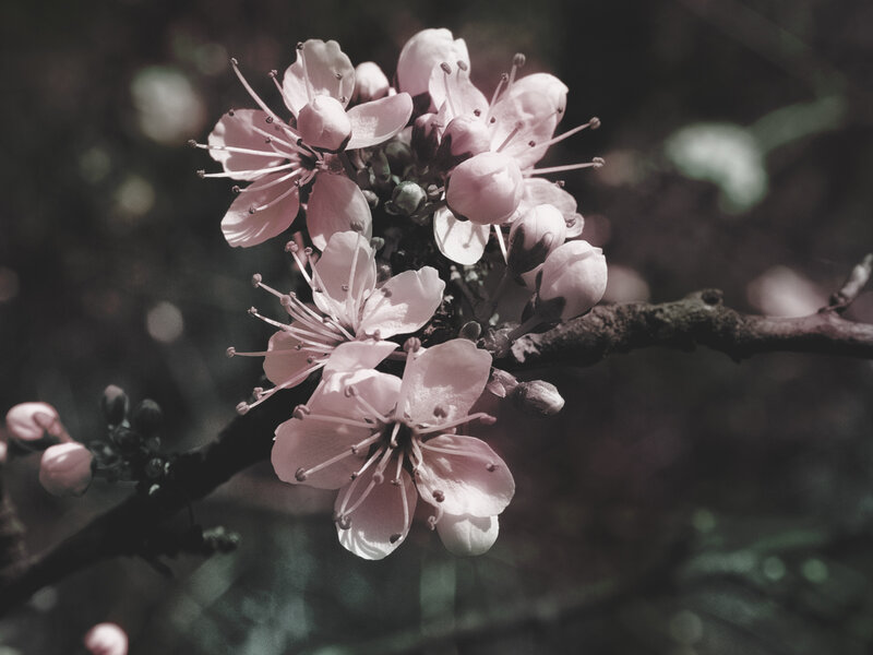 Pink blossoms on a branch
