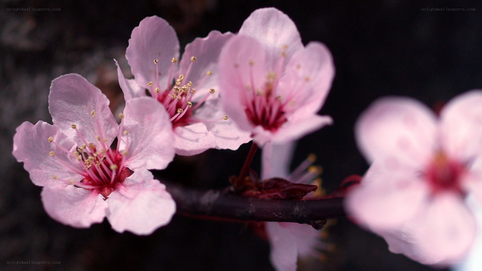 Pink blossoms on a branch