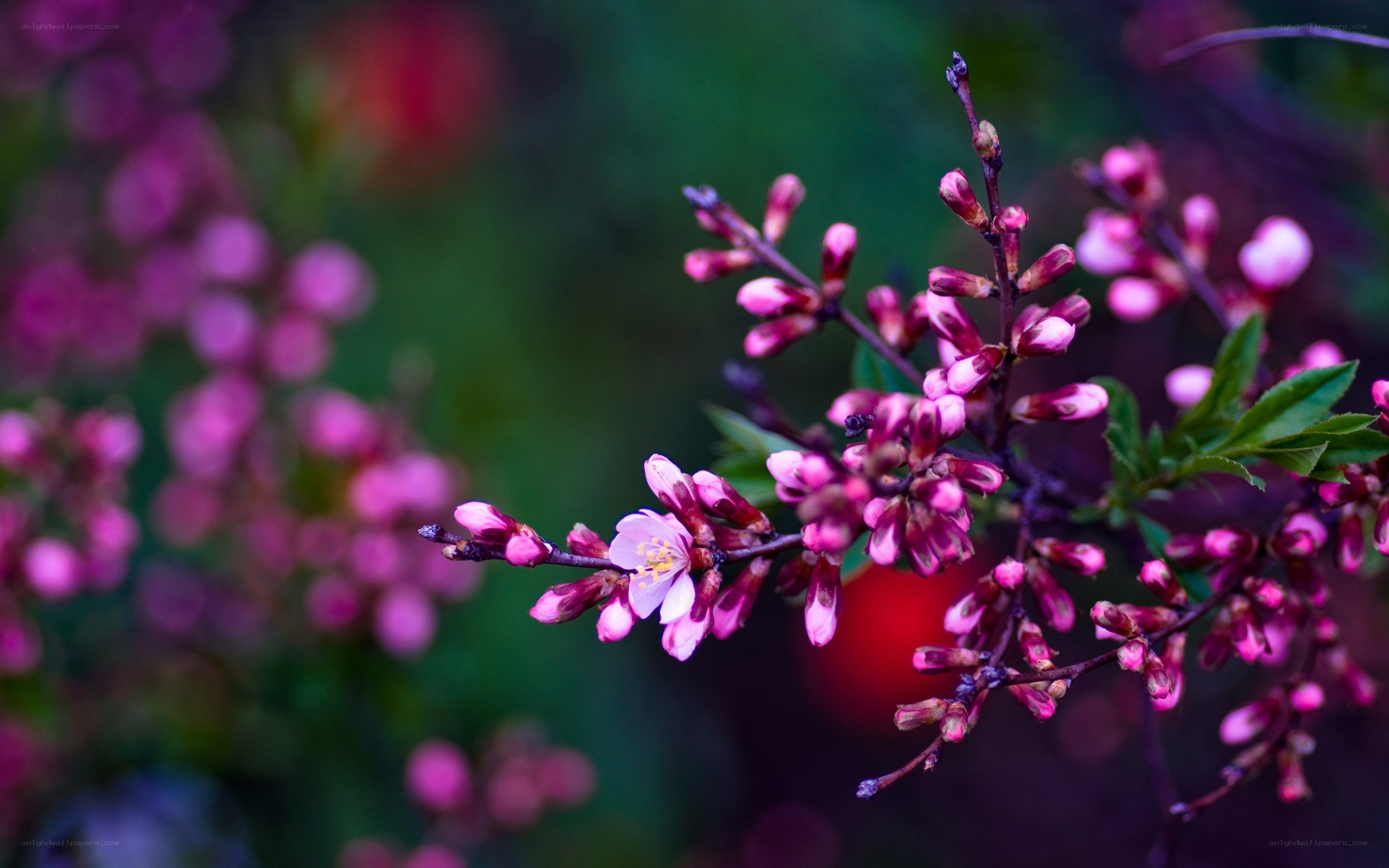 Pink blossoms on a branch
