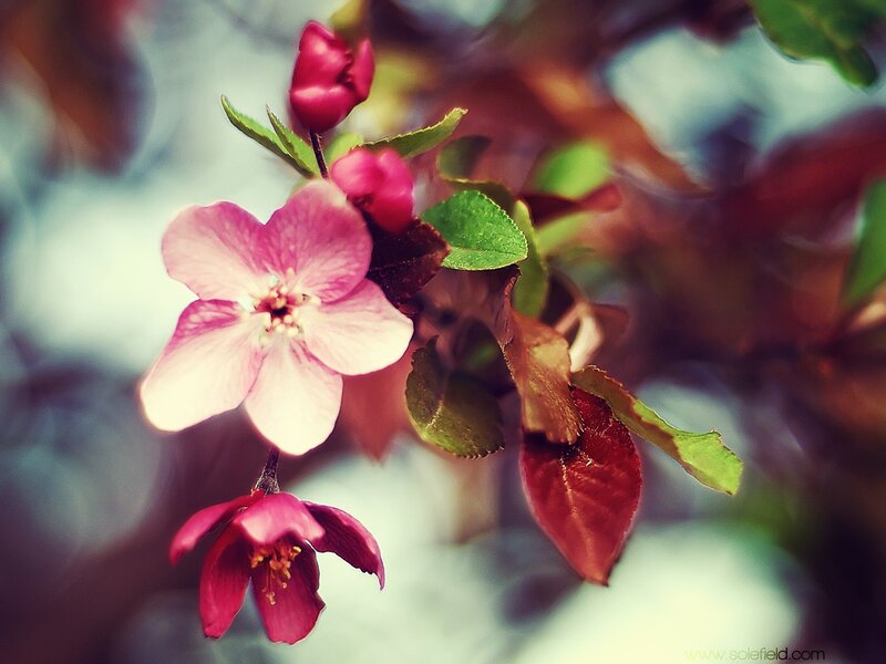 pink blossoms on a branch