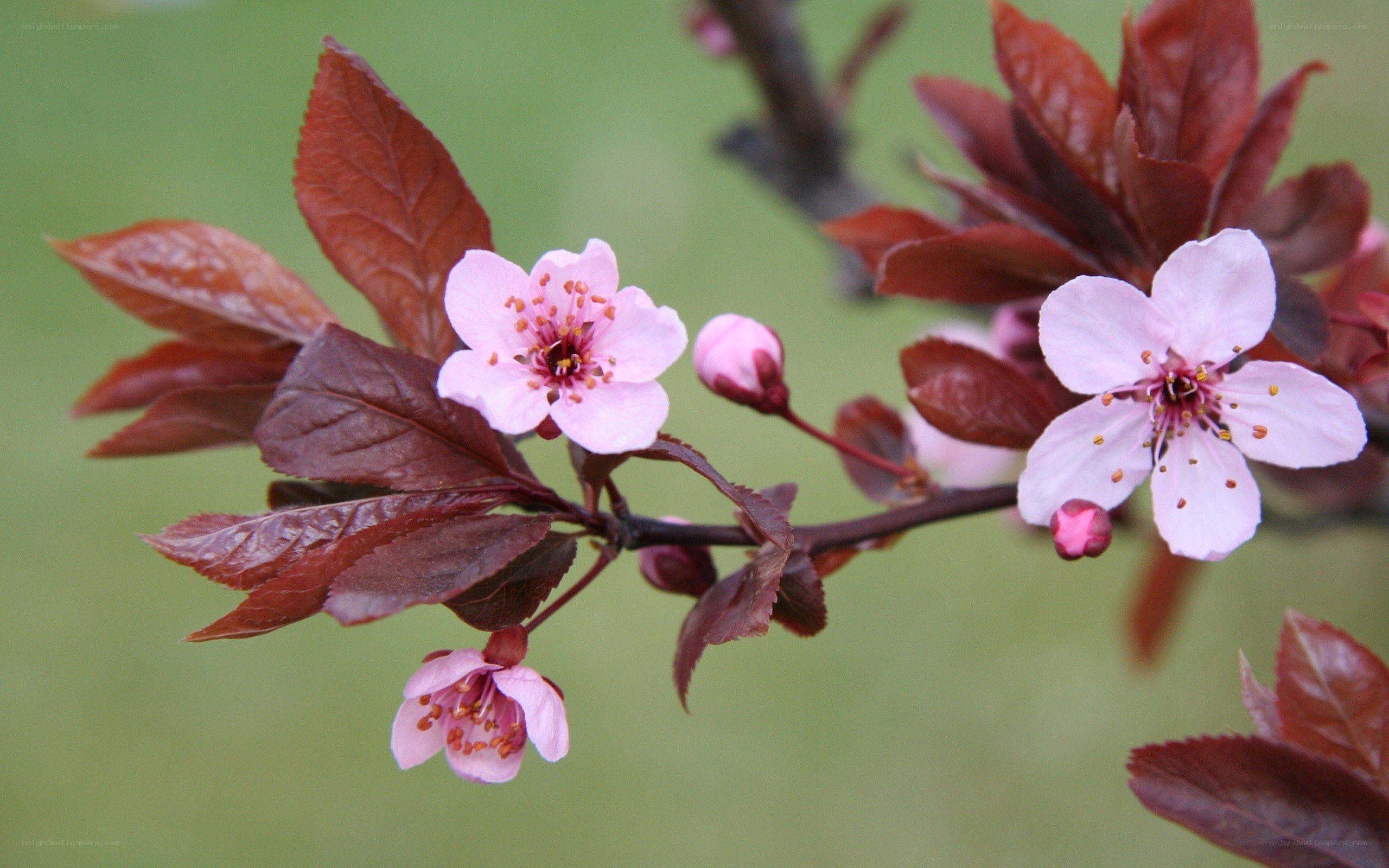 Pink blossoms on a branch