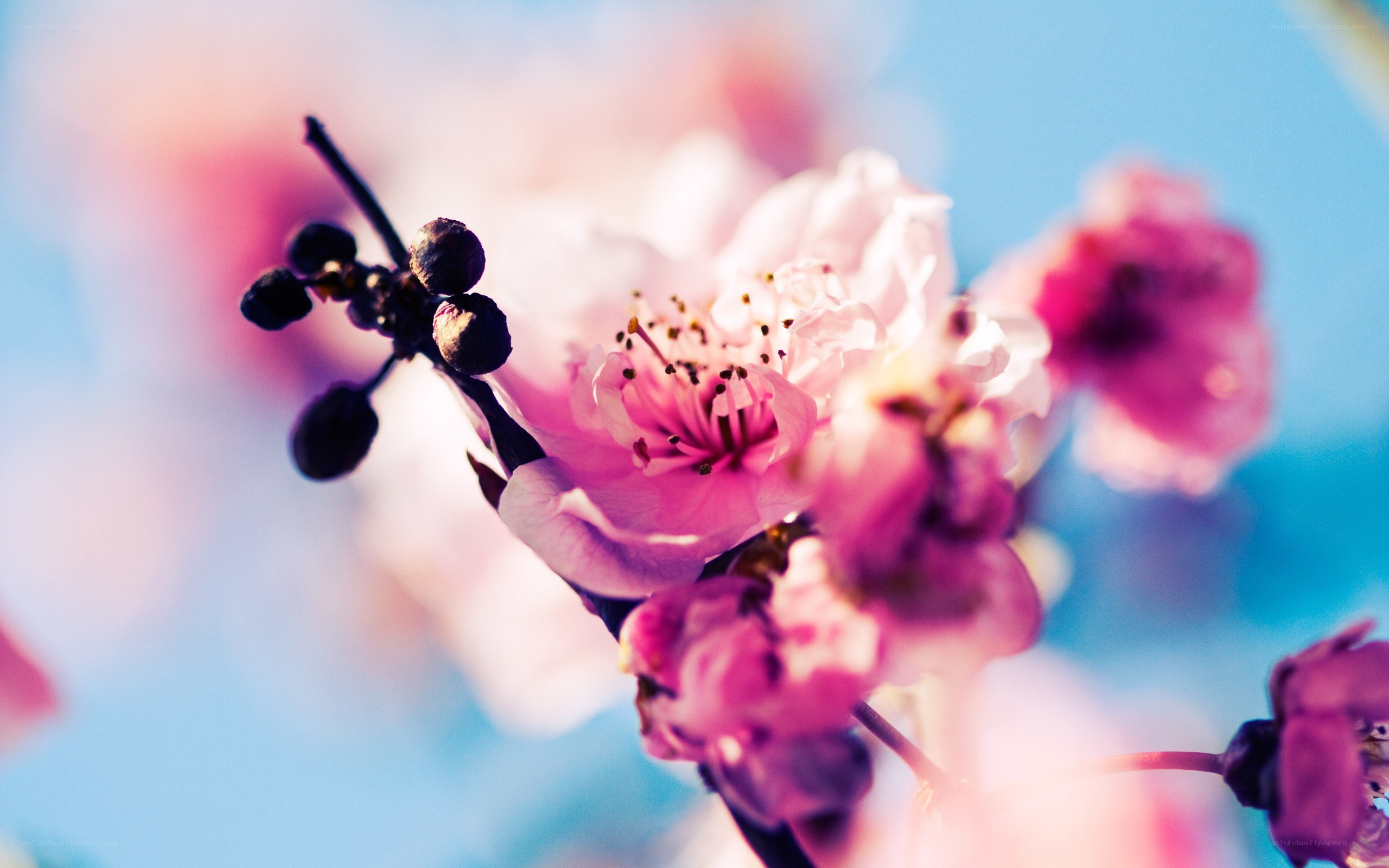 Pink blossoms on a branch