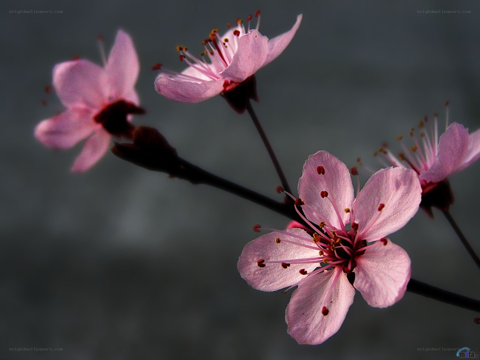 Pink blossoms on a branch