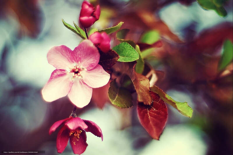 Pink blossoms on a branch