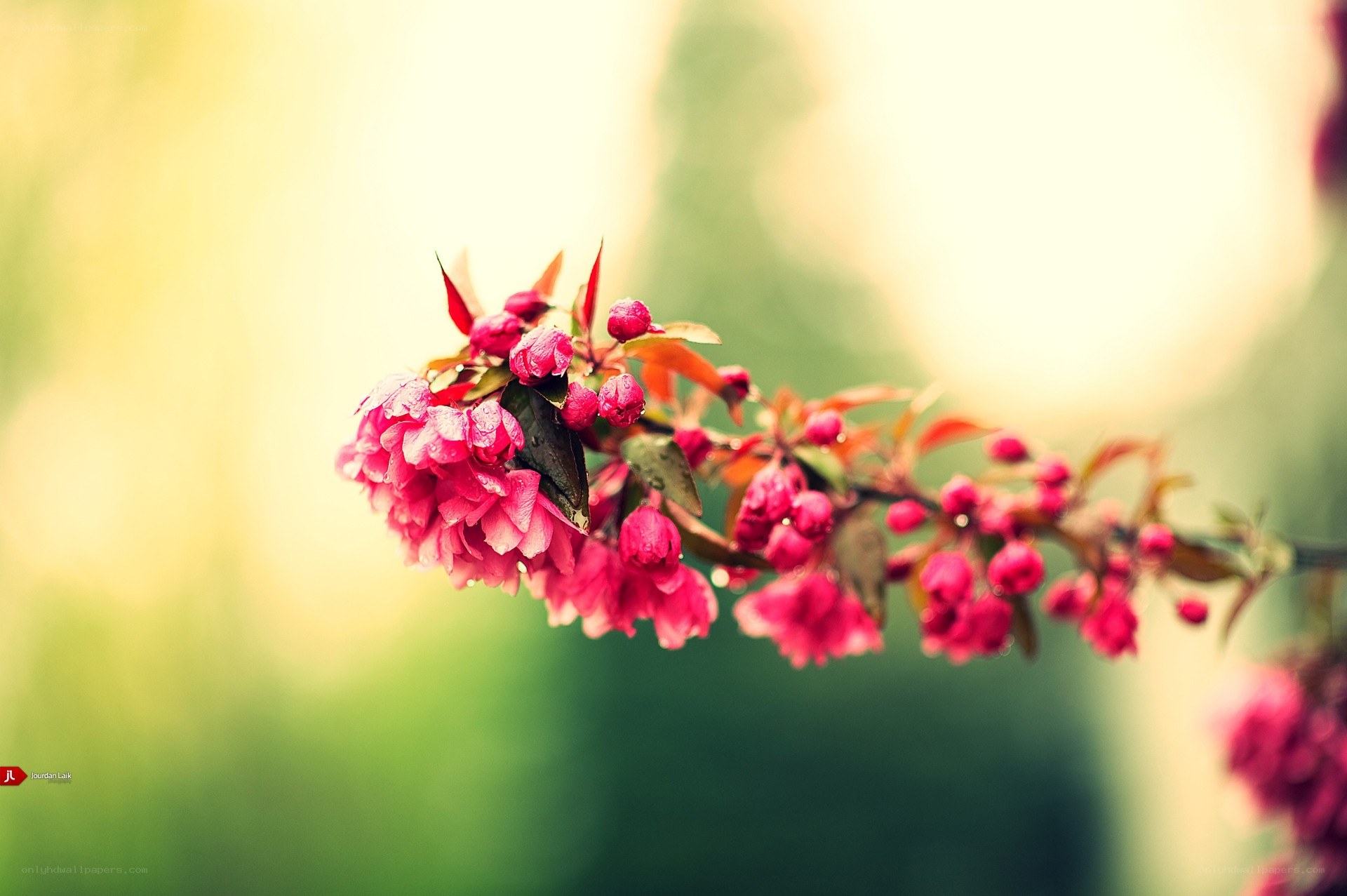 Pink blossoms on a branch