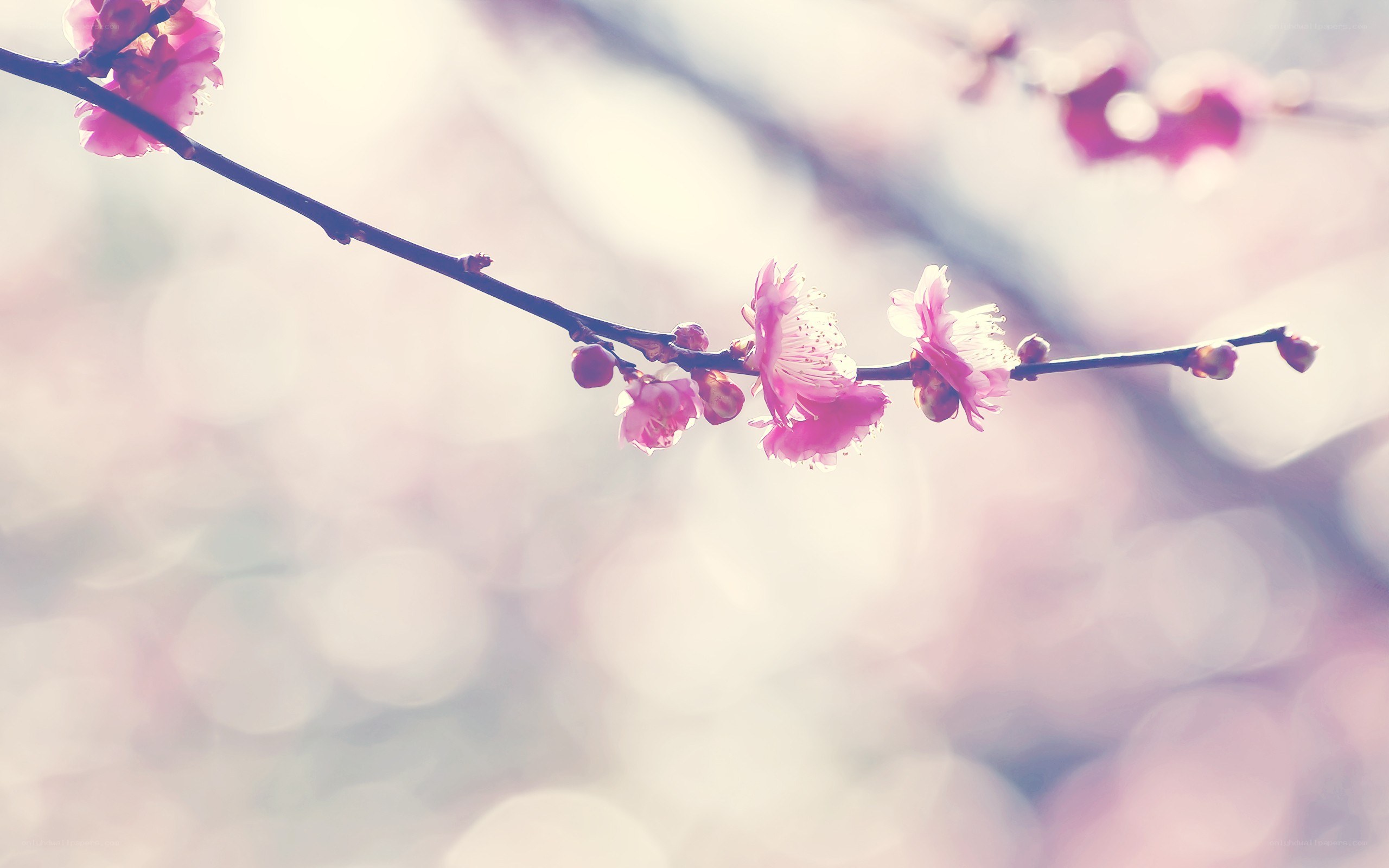 Pink blossoms on a branch