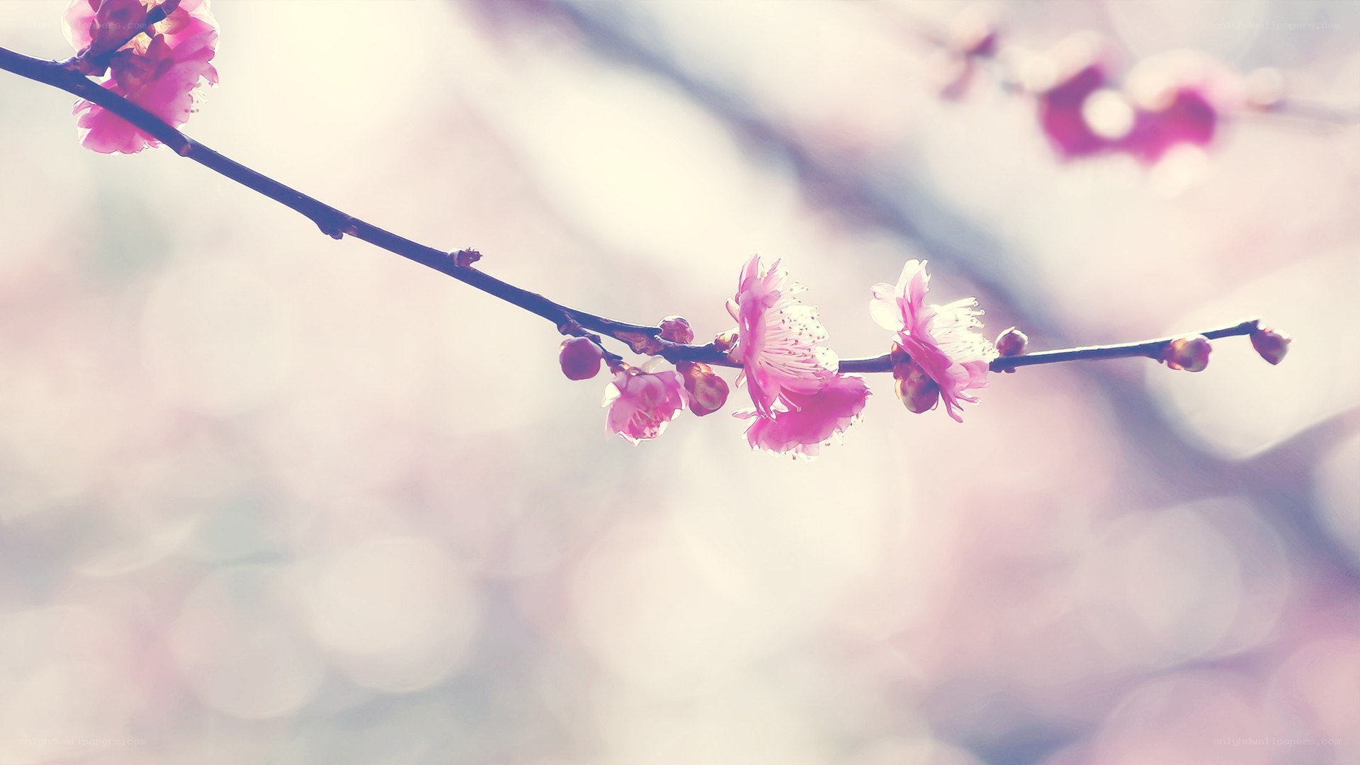 Pink blossoms on a branch
