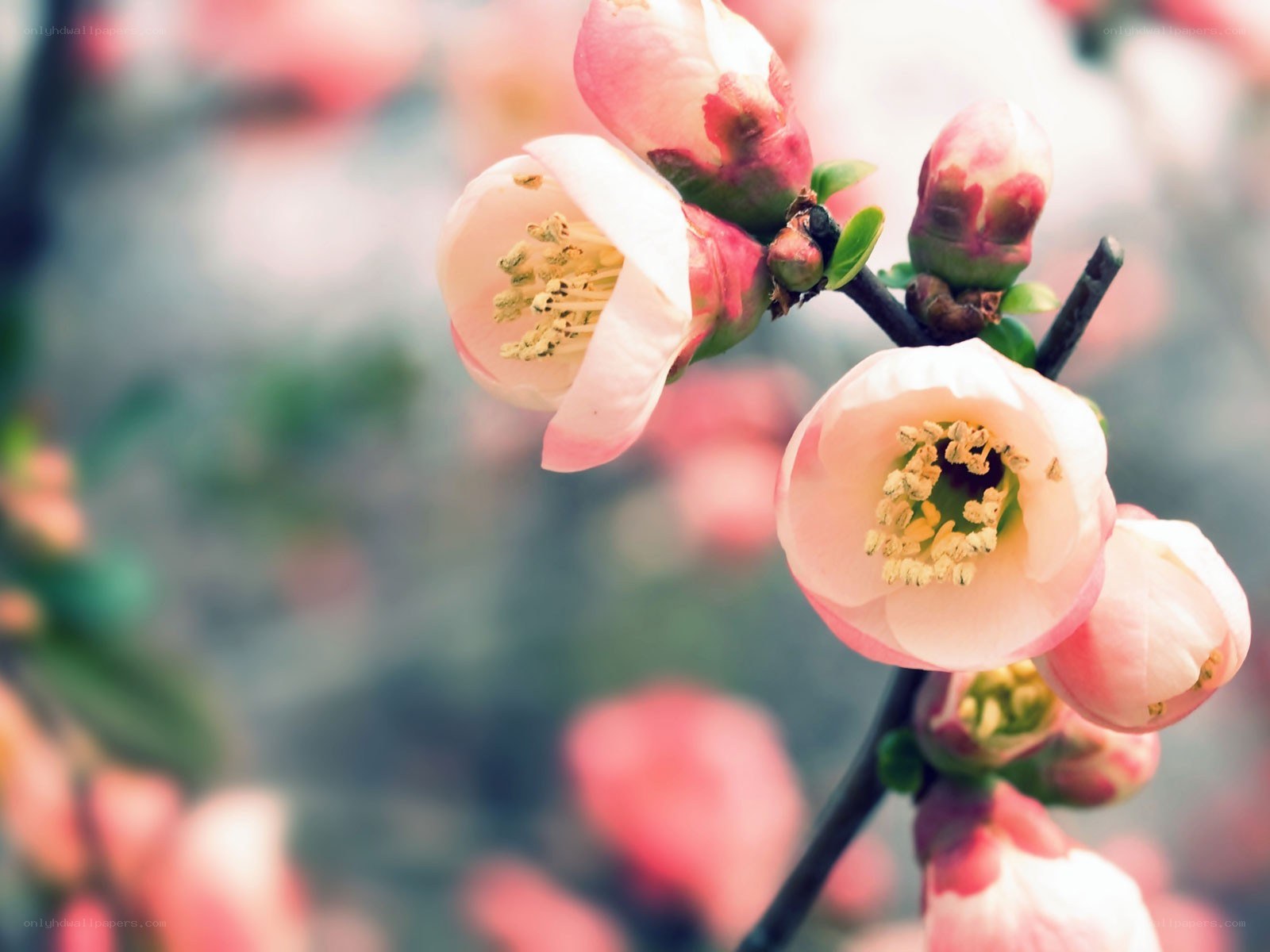 Pink blossoms on a branch