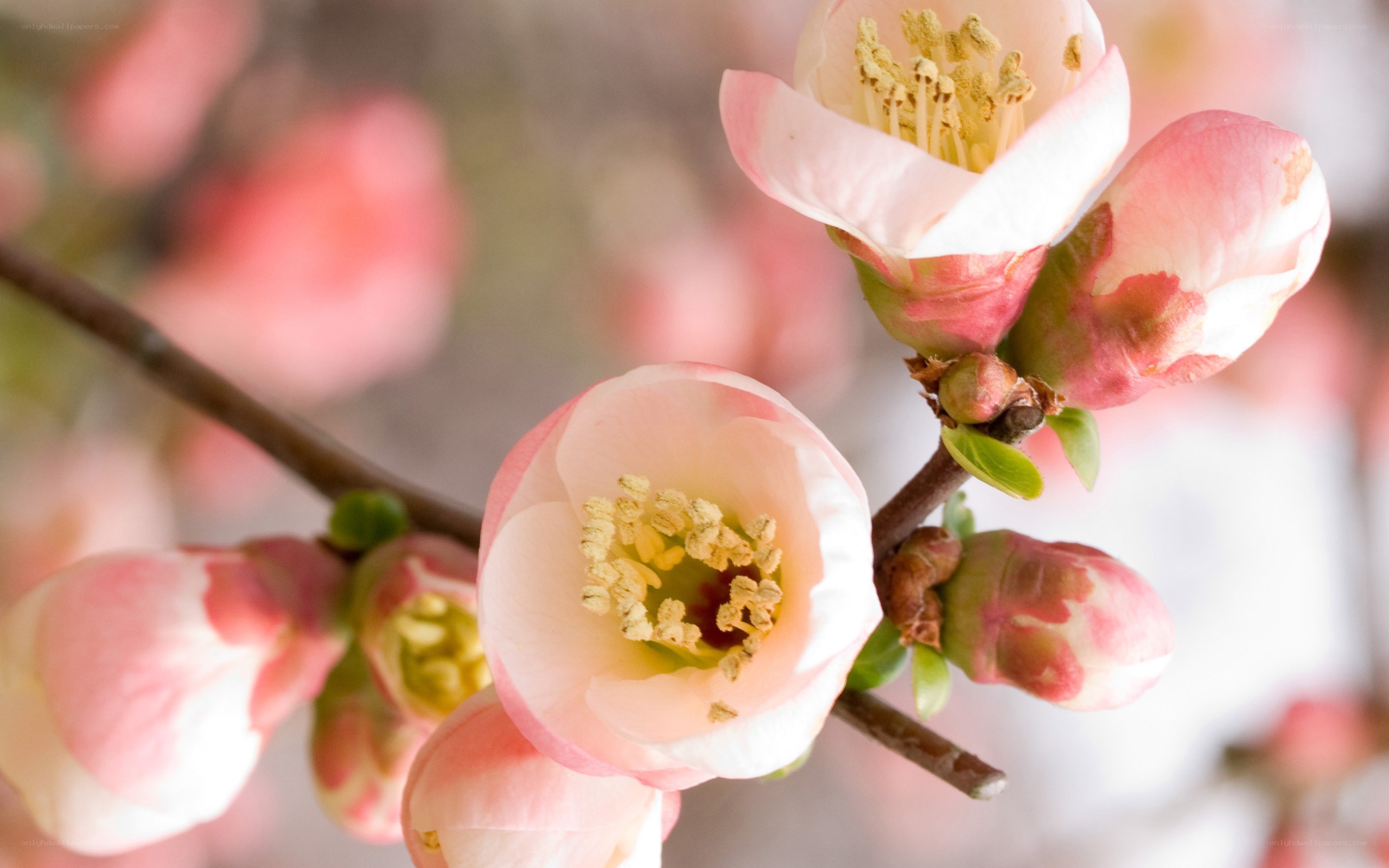 Pink blossoms on a branch