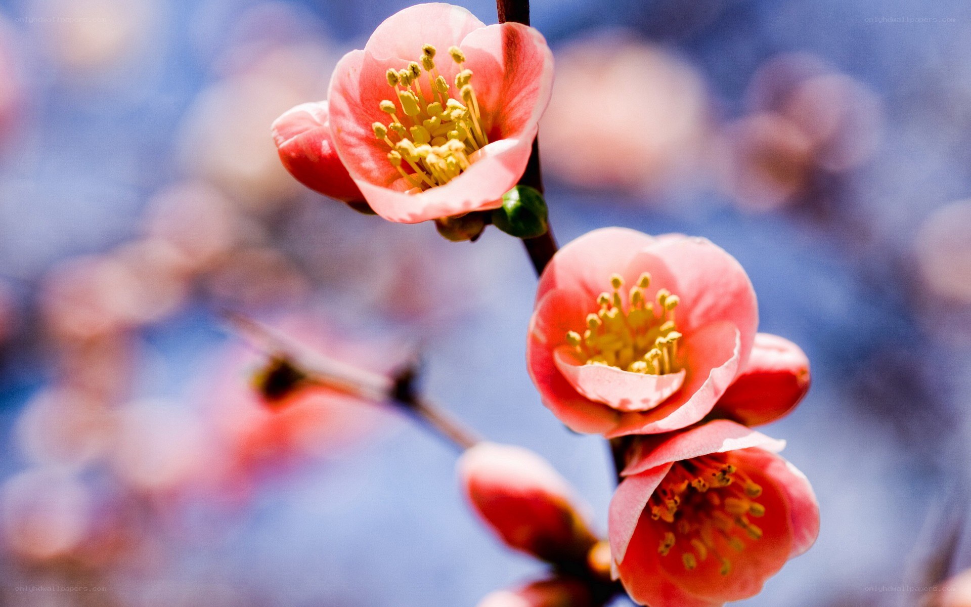 Pink blossoms on a branch