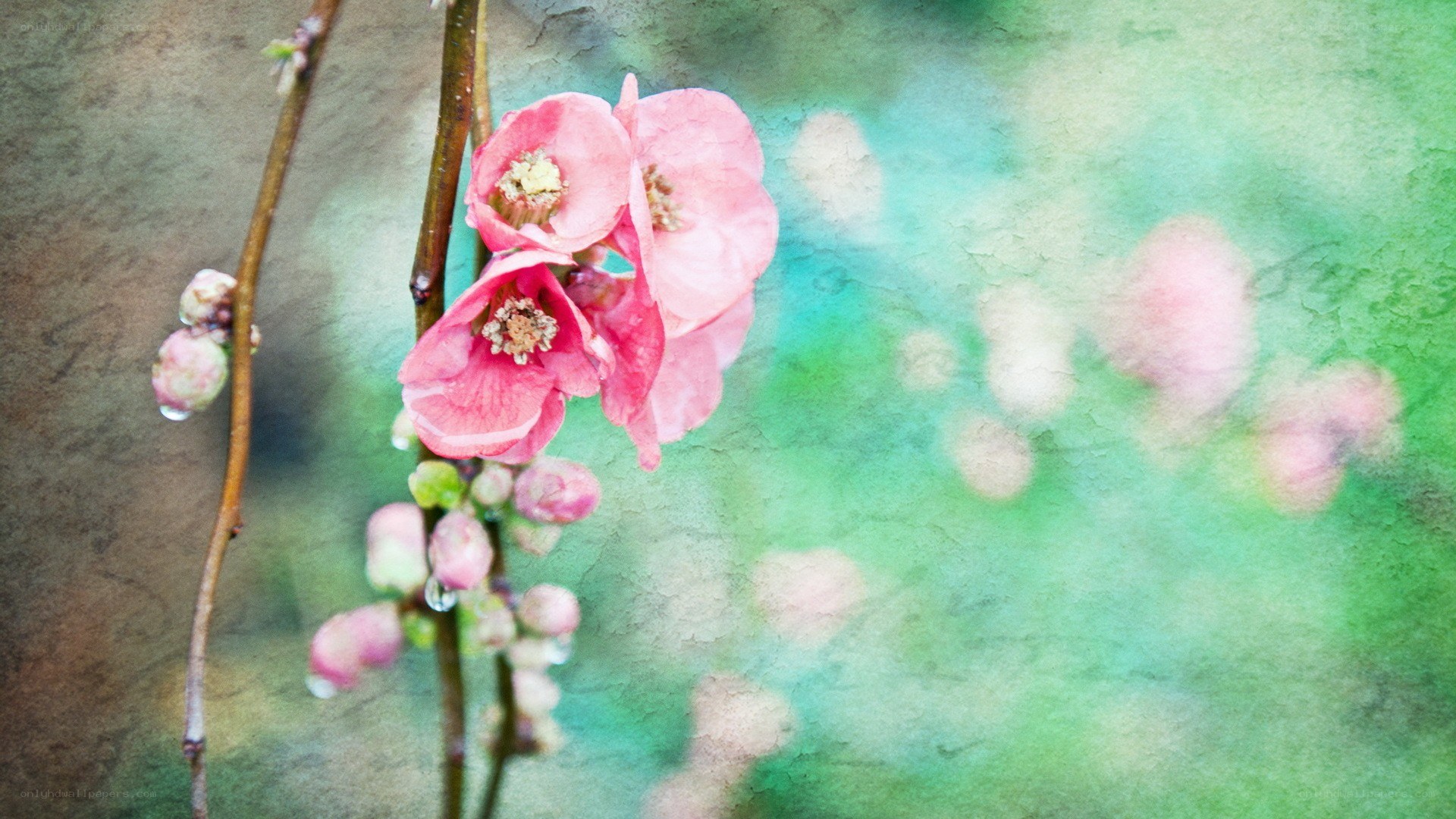 Pink blossoms on a branch