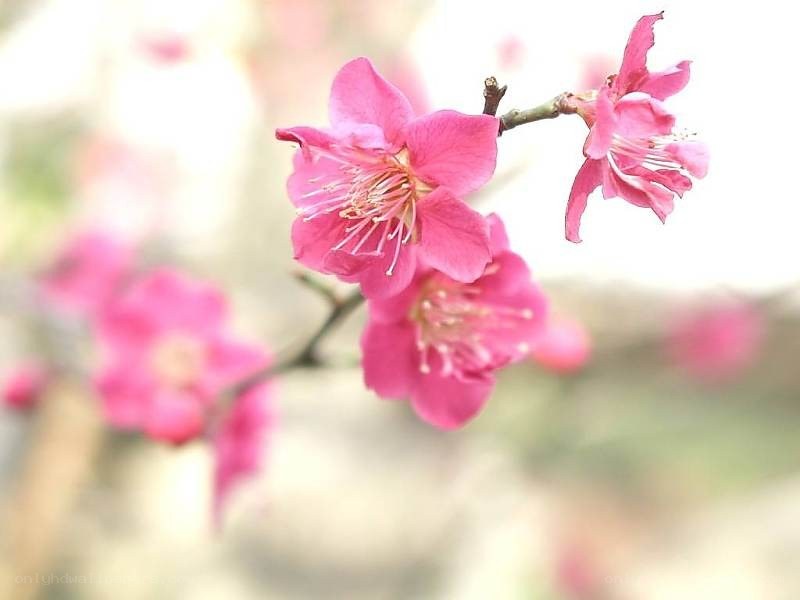 Pink blossoms on a branch