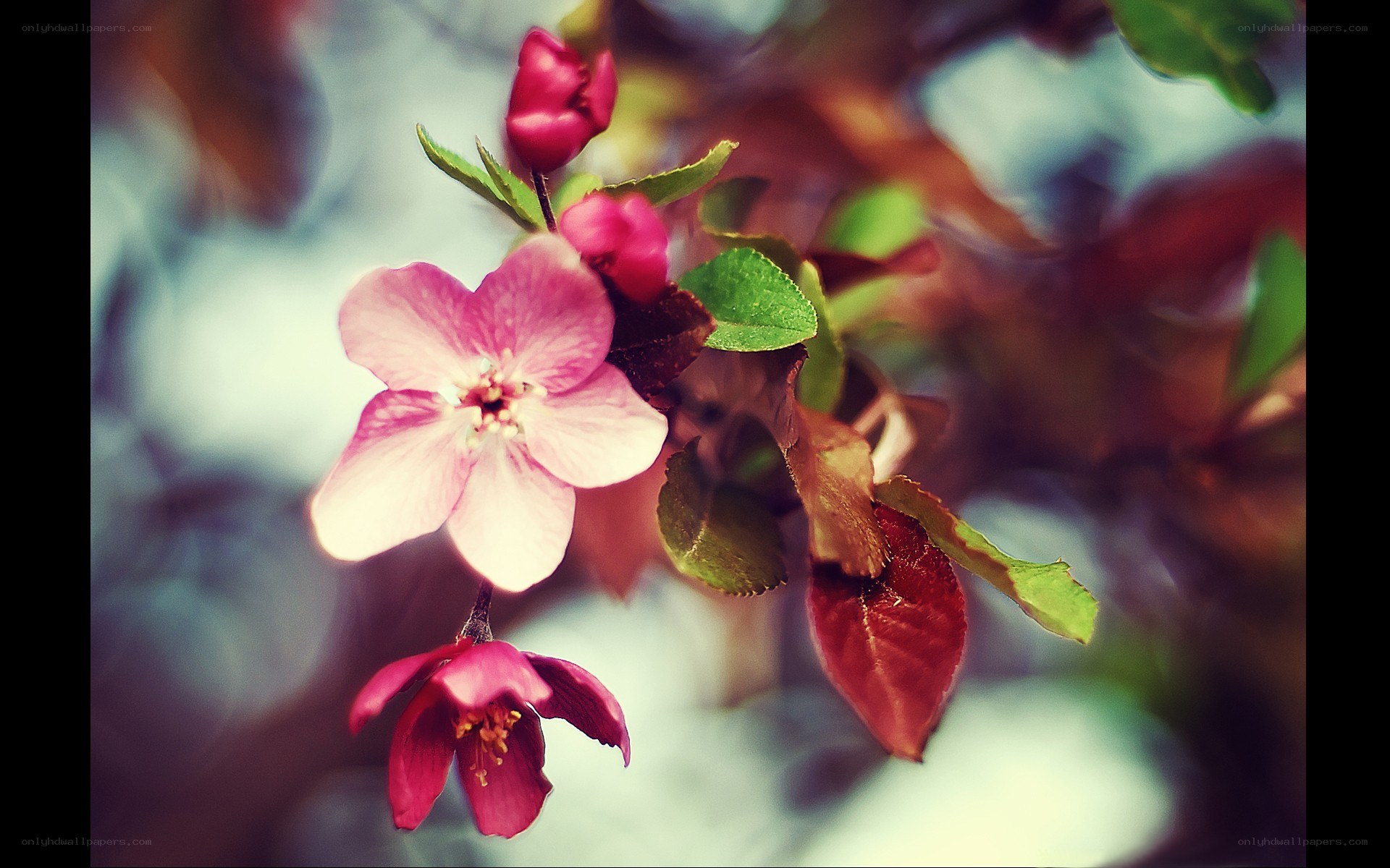 Pink blossoms on a branch