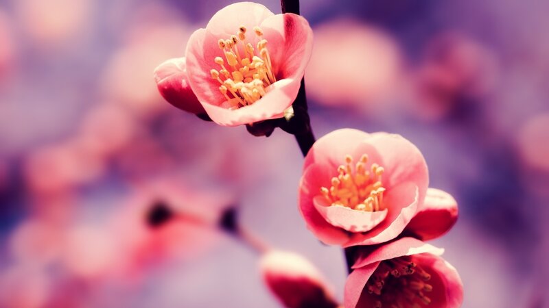 Pink blossoms on a branch