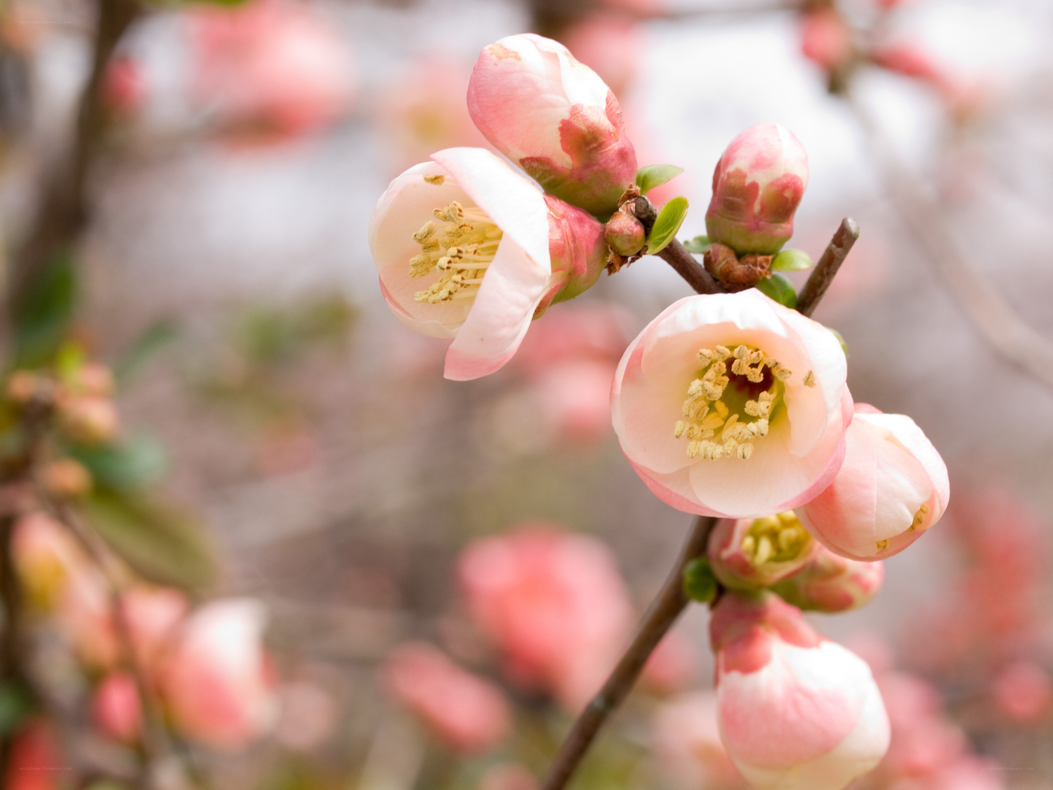 Pink blossoms on a branch