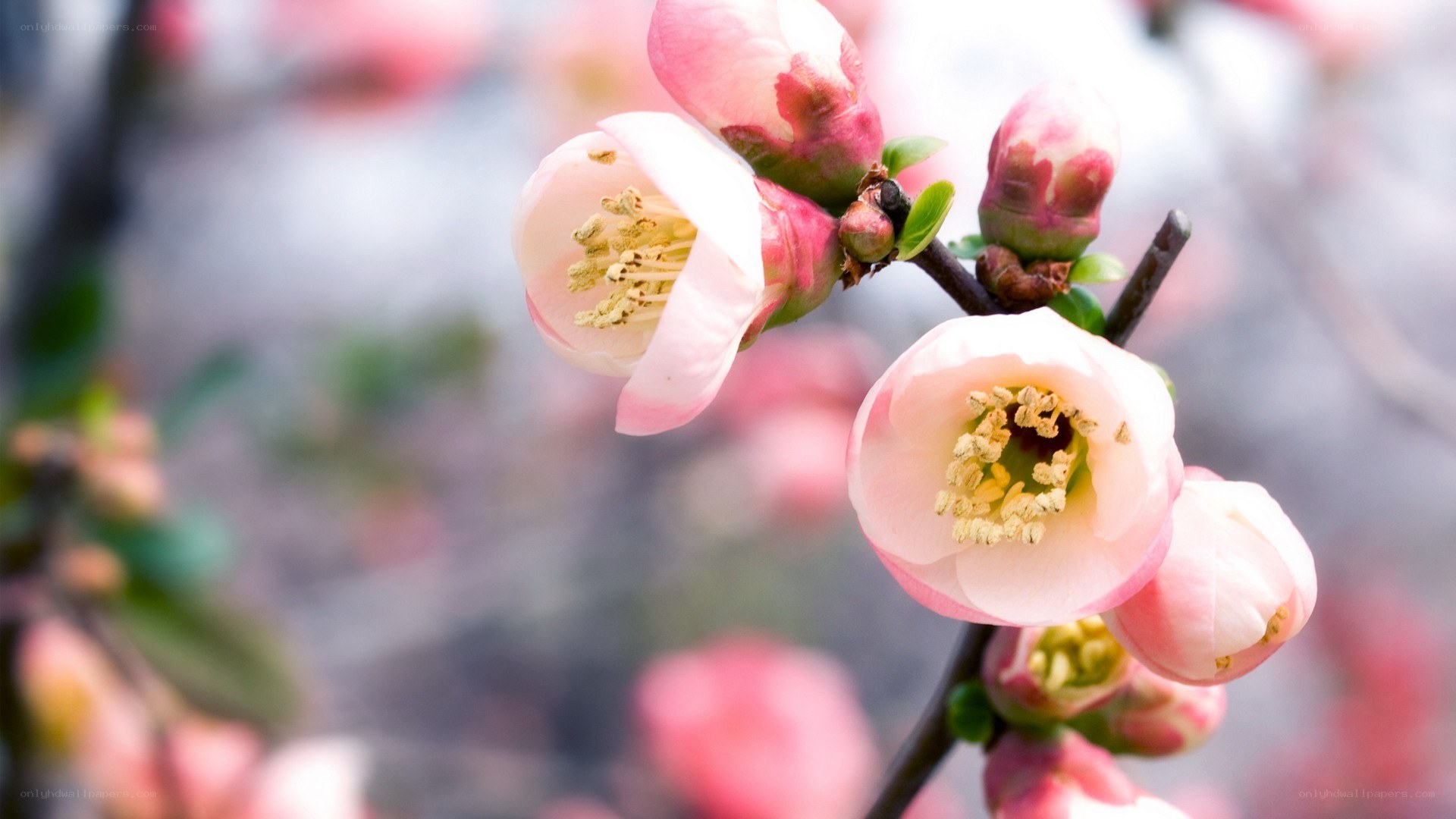 Pink blossoms on a branch