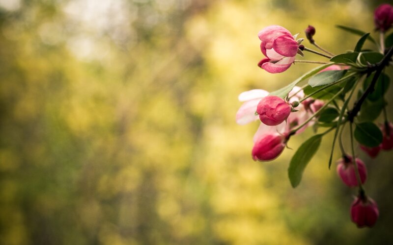Pink blossoms on a branch