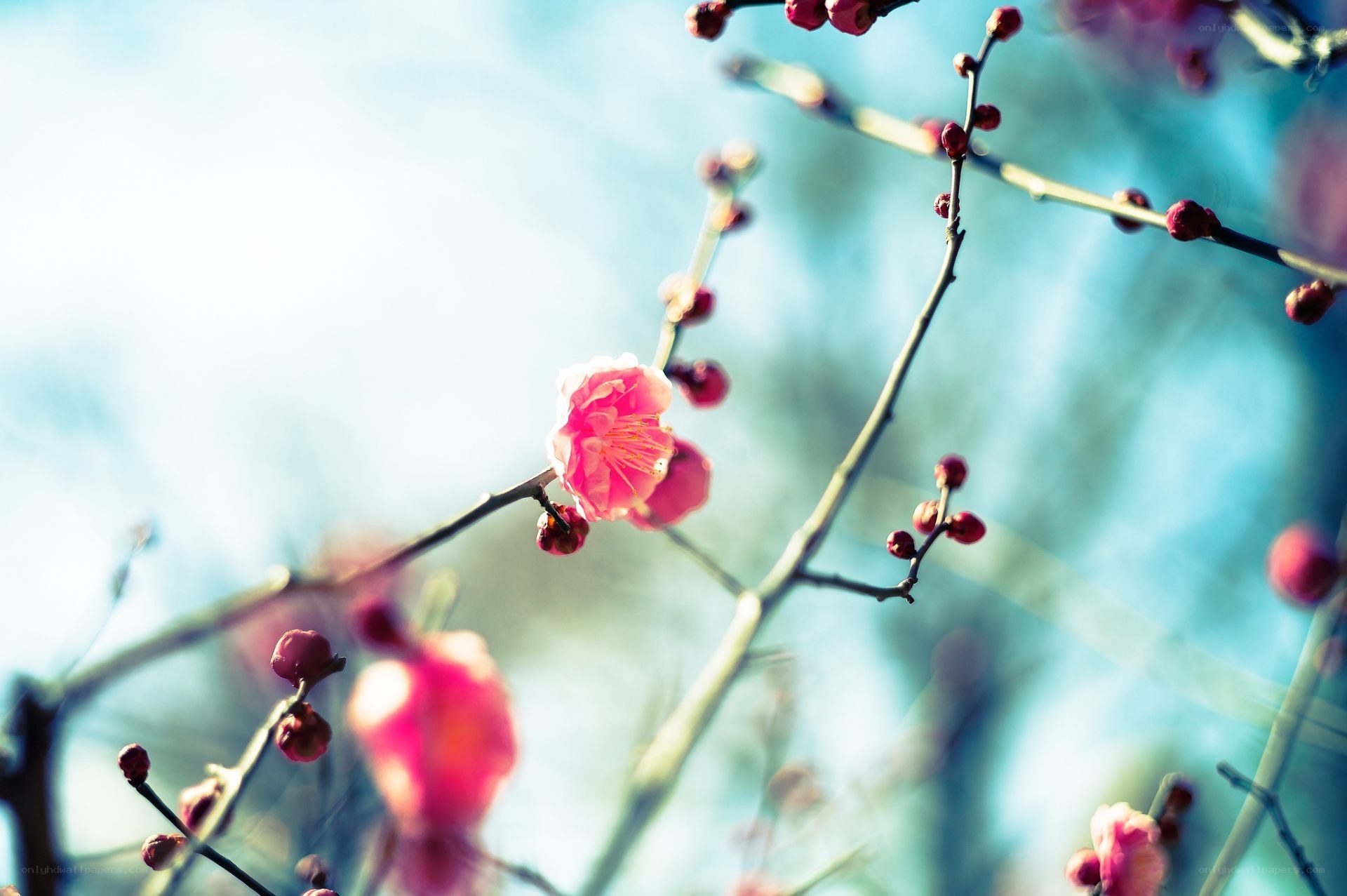 Pink blossoms on a branch