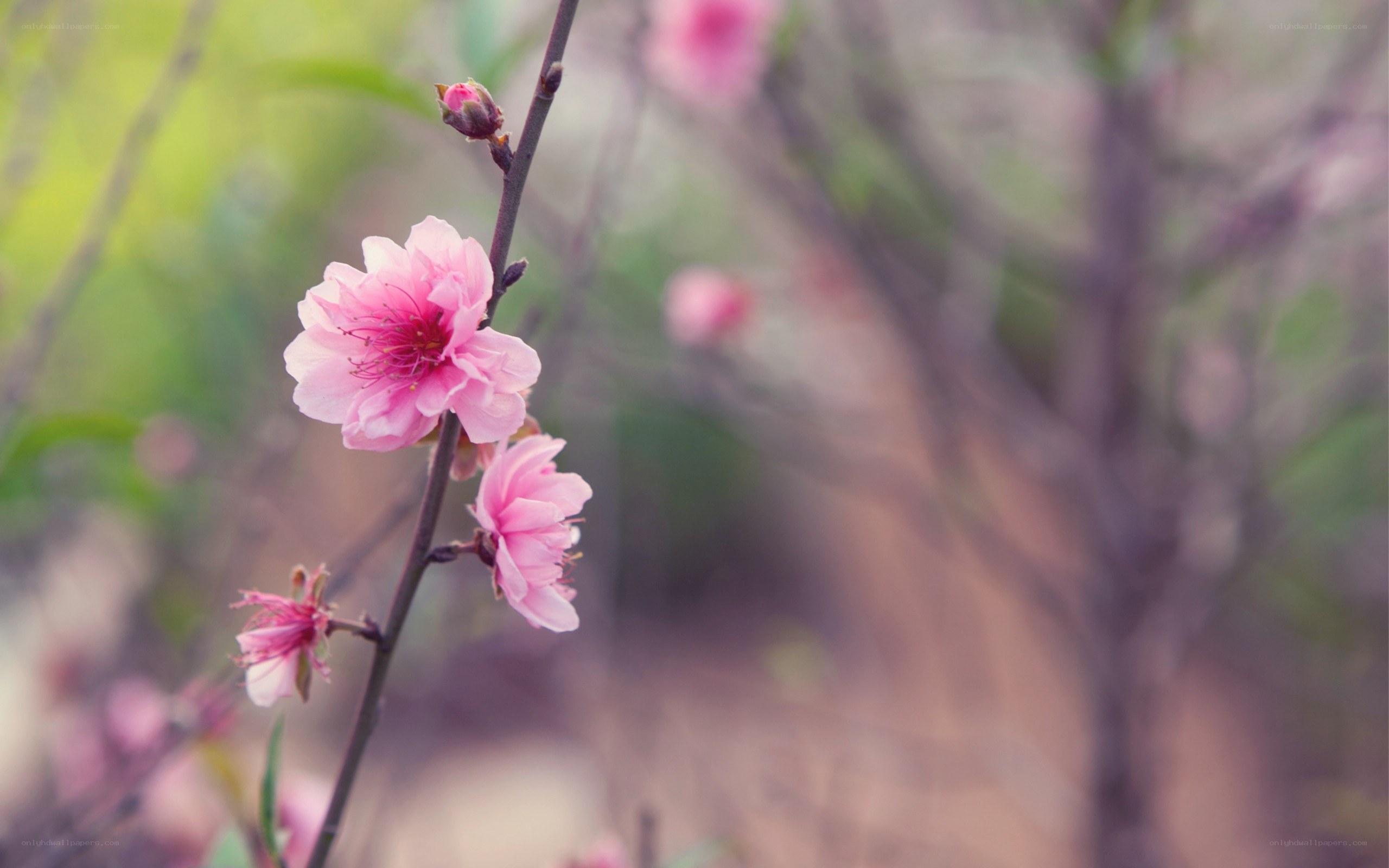 Pink blossoms on a branch