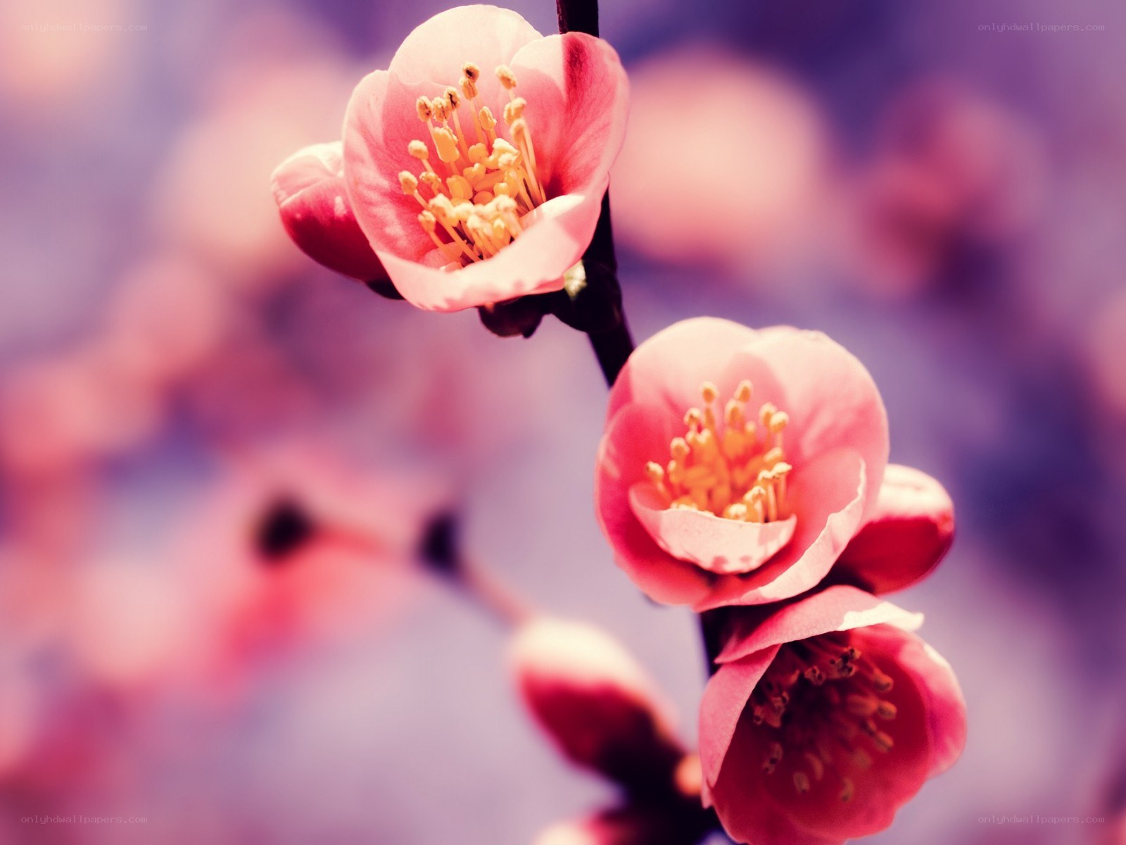 Pink blossoms on a branch