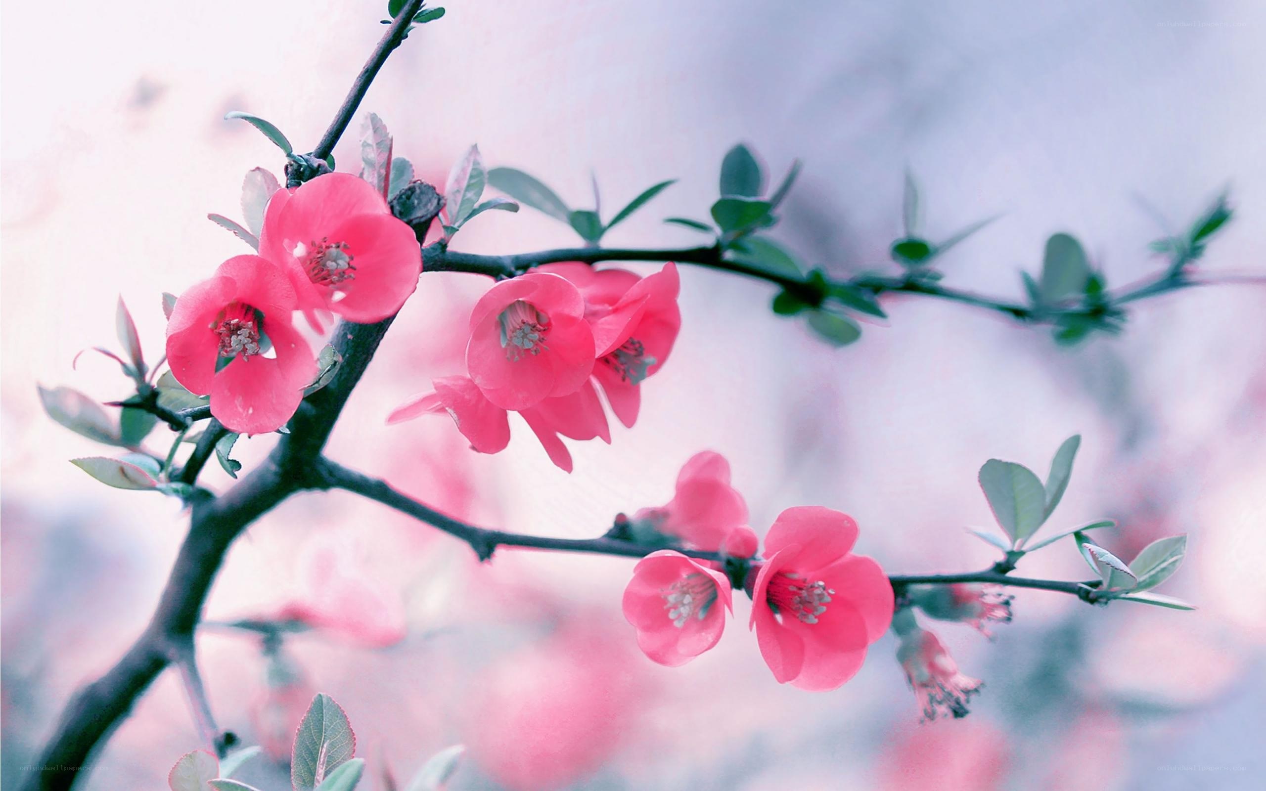 Pink blossoms on a branch
