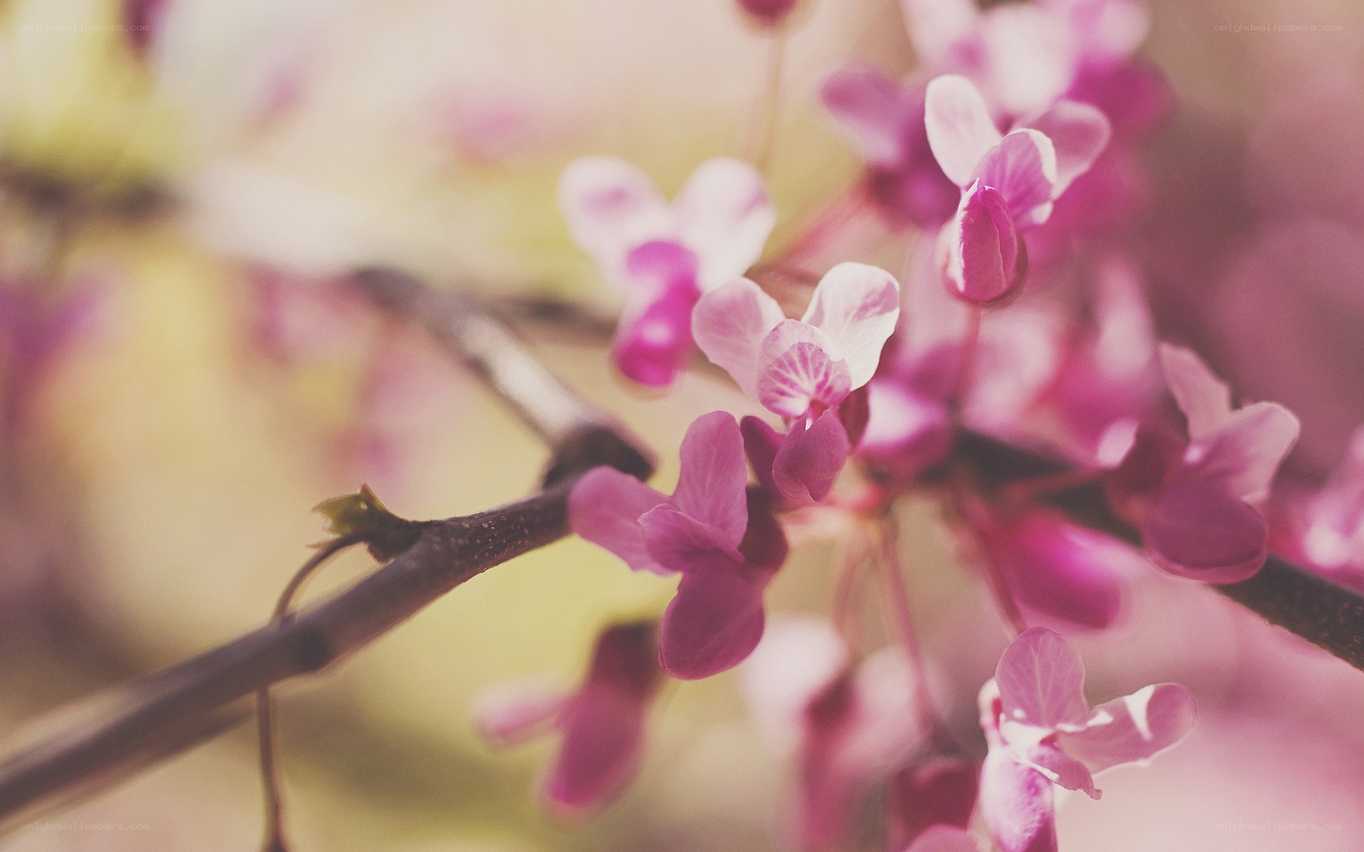 Pink blossoms on a branch