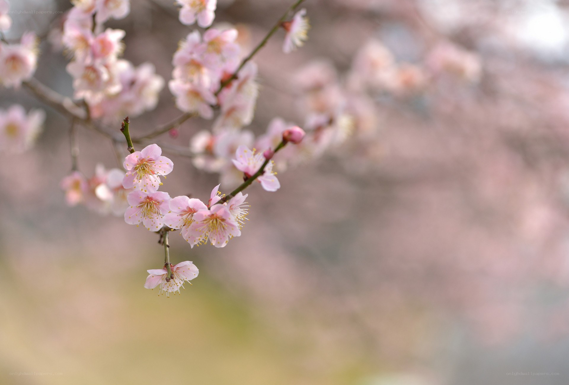 Pink blossoms on a branch