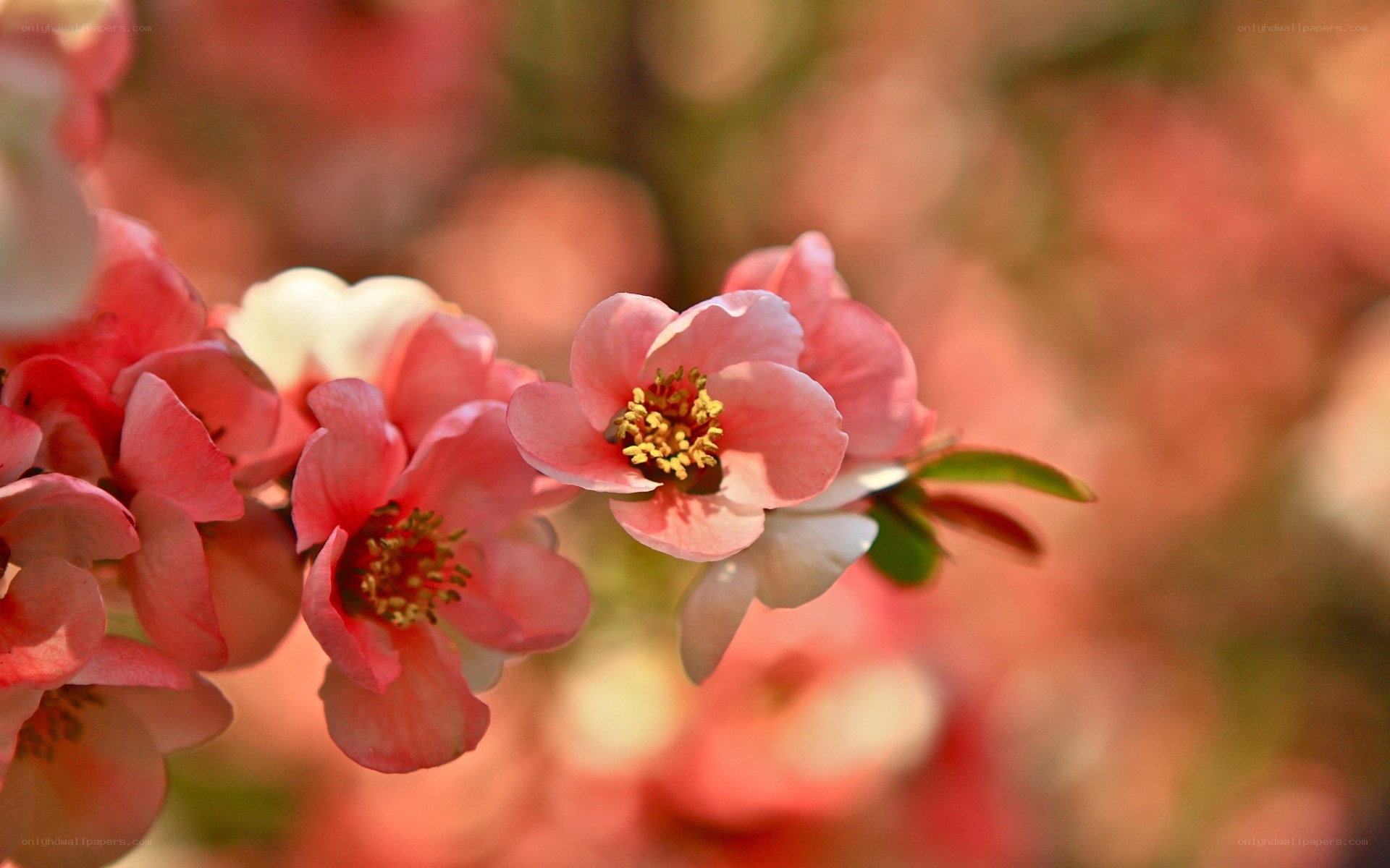 Pink blossoms on a branch