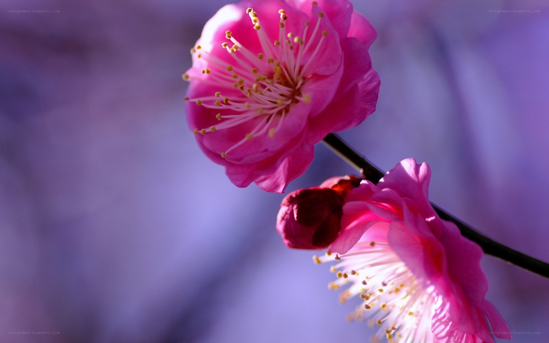 Pink blossoms on a branch