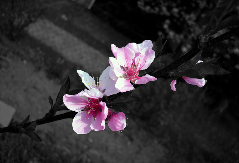 Pink blossoms on a branch