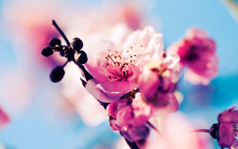 Pink blossoms on a branch