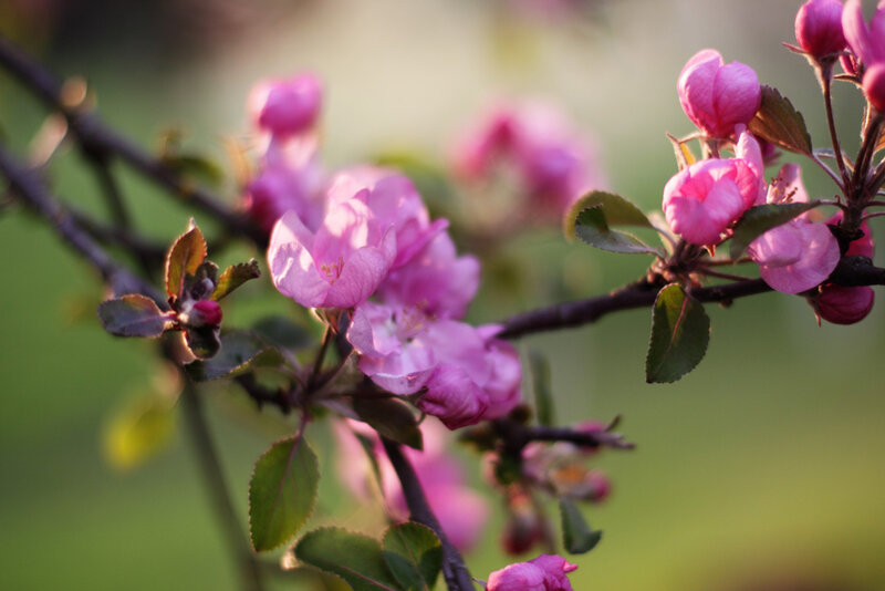 Pink Blossoms on a Branch — Serene