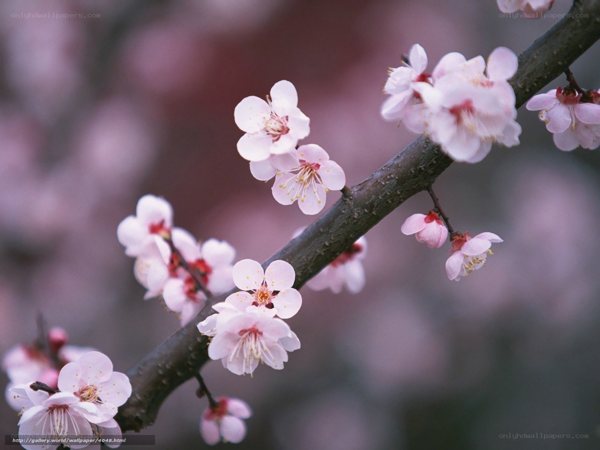 Pink blossoms on a branch