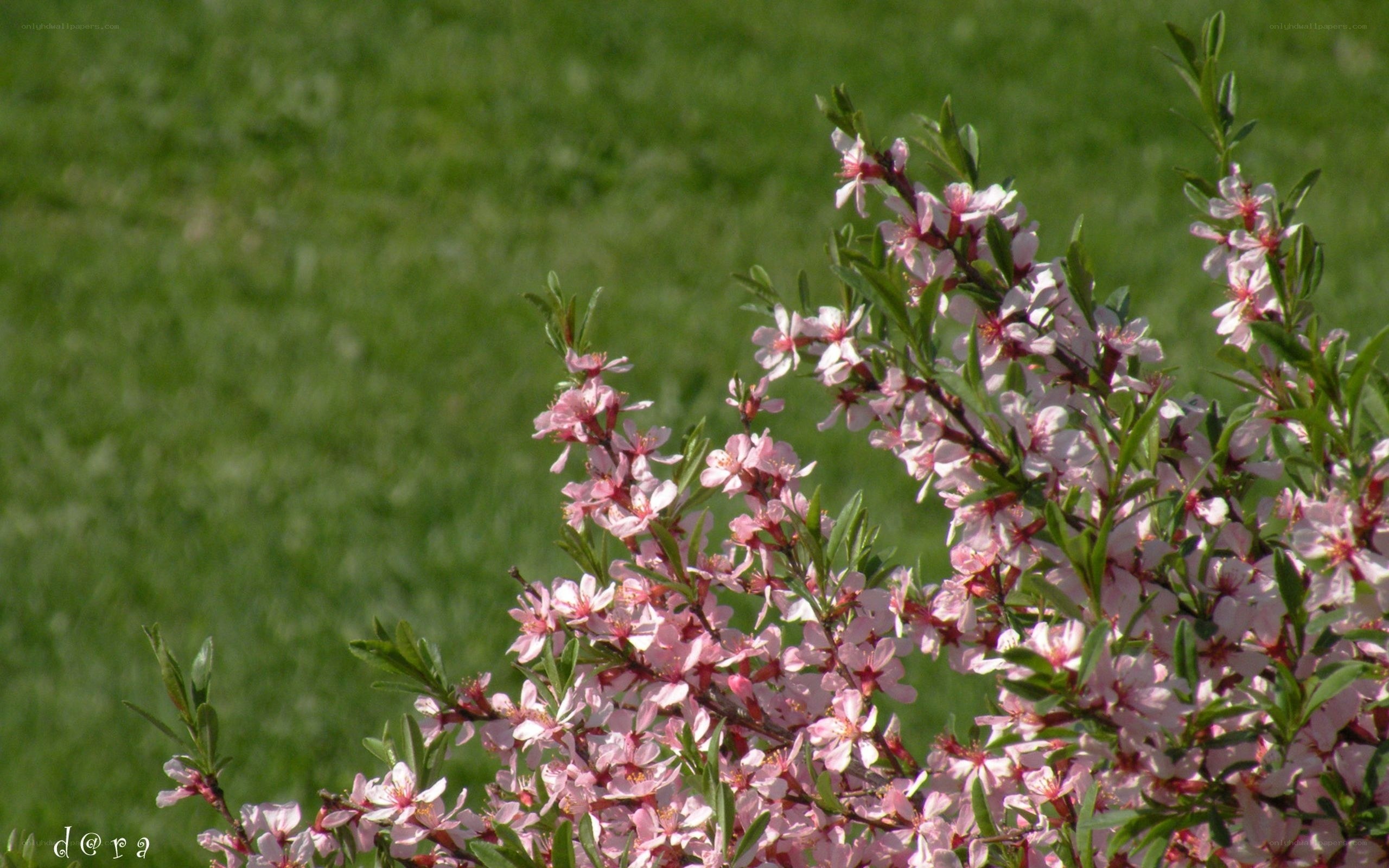 Pink blossoms on a bush