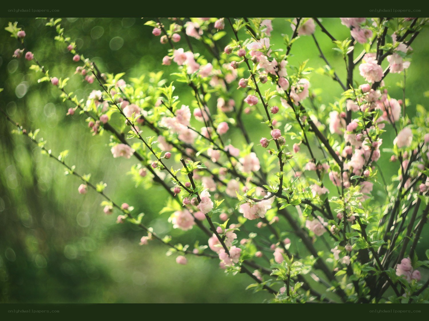 Pink blossoms on a spring branch