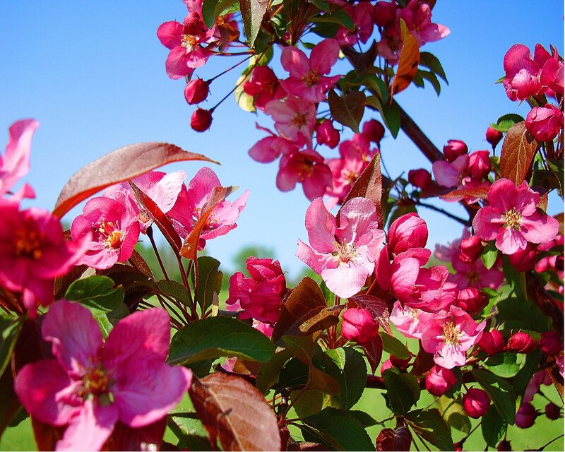 Pink blossoms on a sunny day