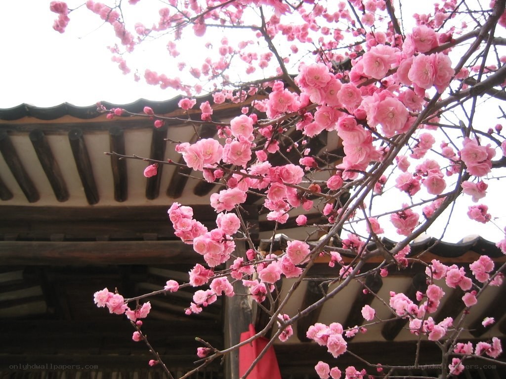 Pink blossoms on a traditional building