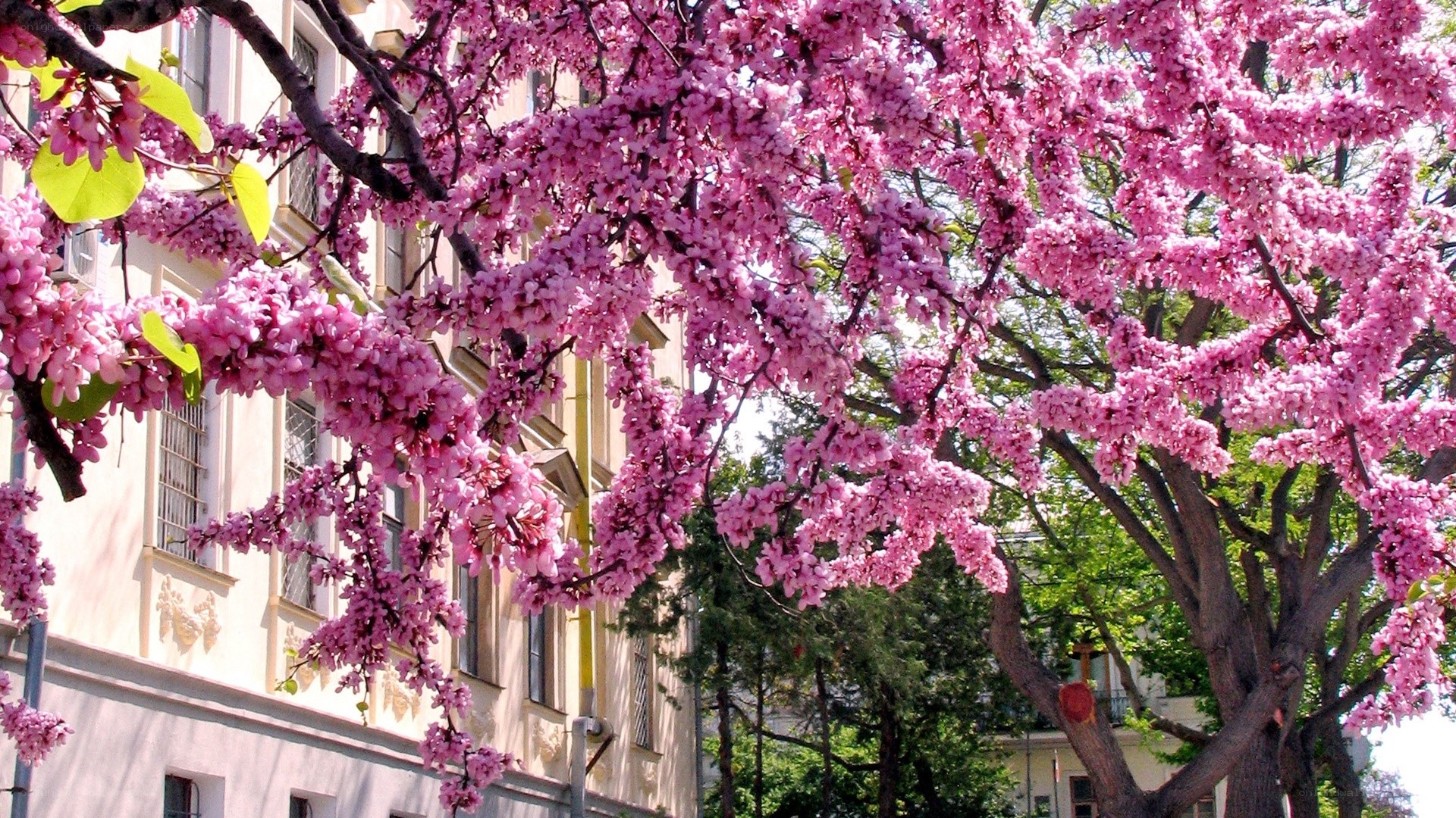 Pink blossoms on a tree