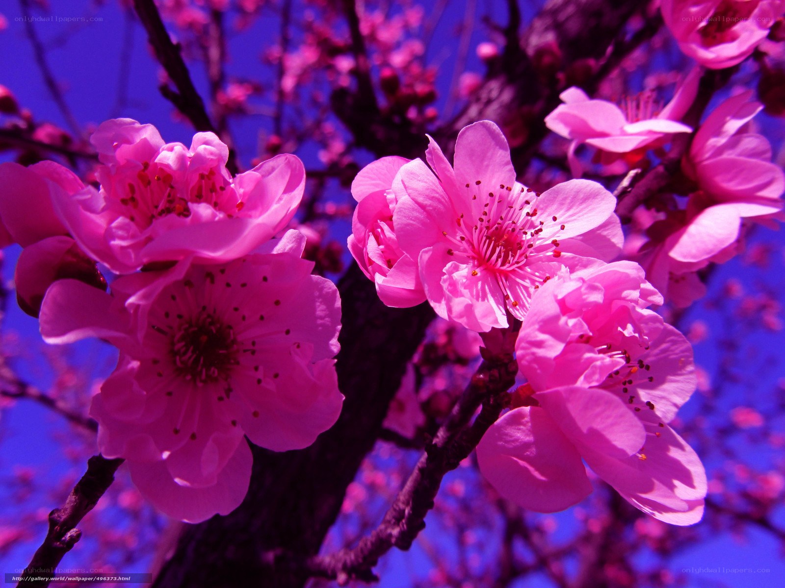 Pink blossoms on a tree