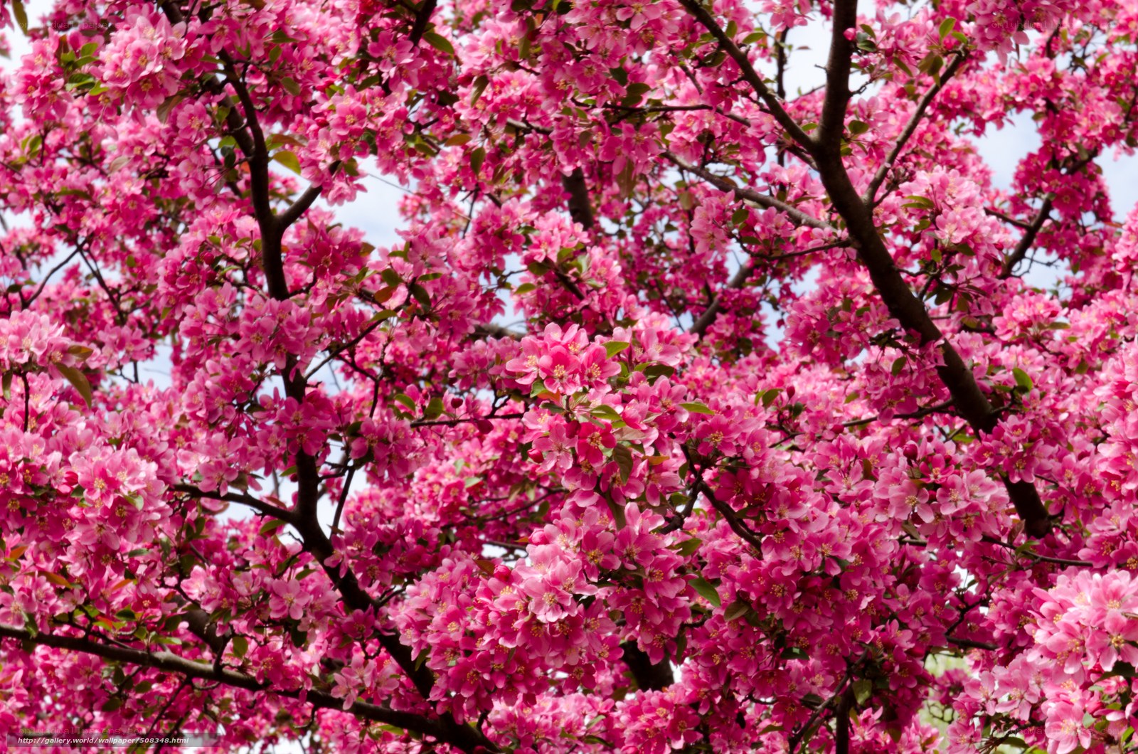 Pink blossoms on a tree