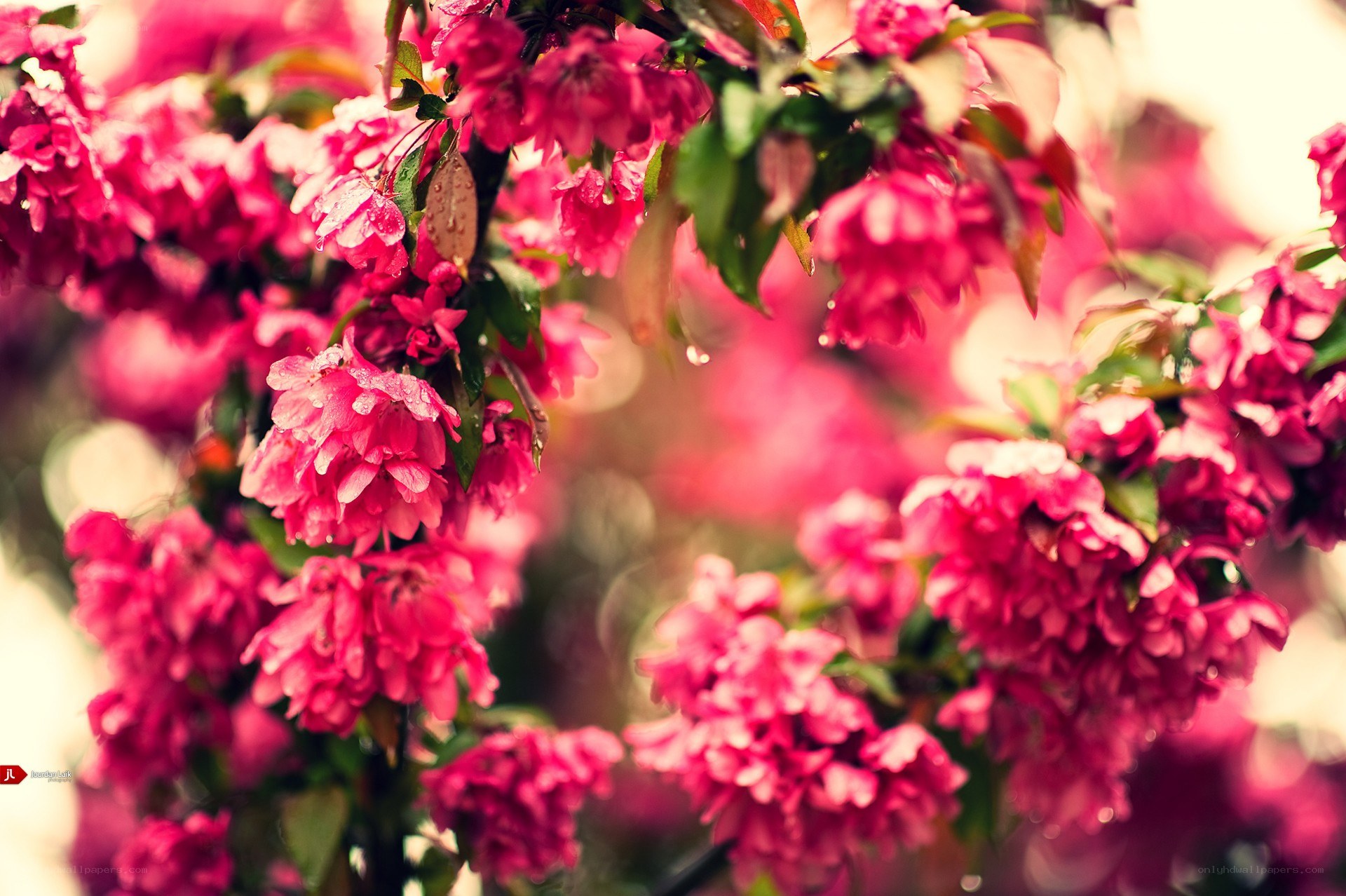 Pink blossoms on a tree