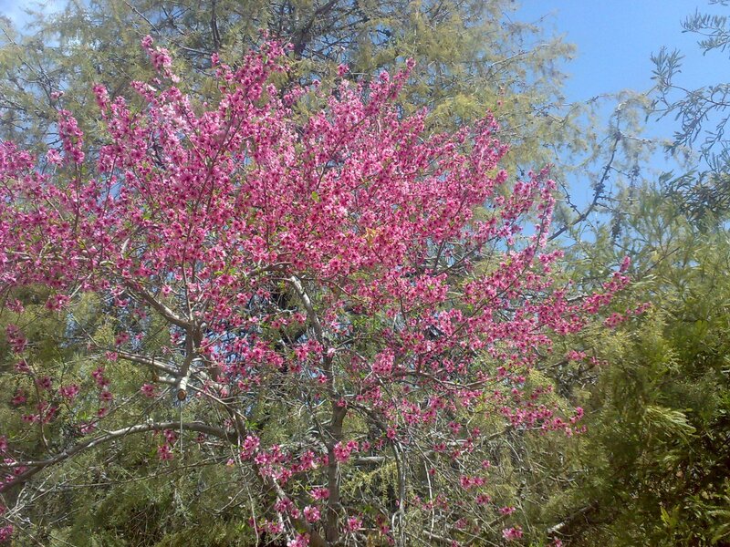 Pink blossoms on a tree