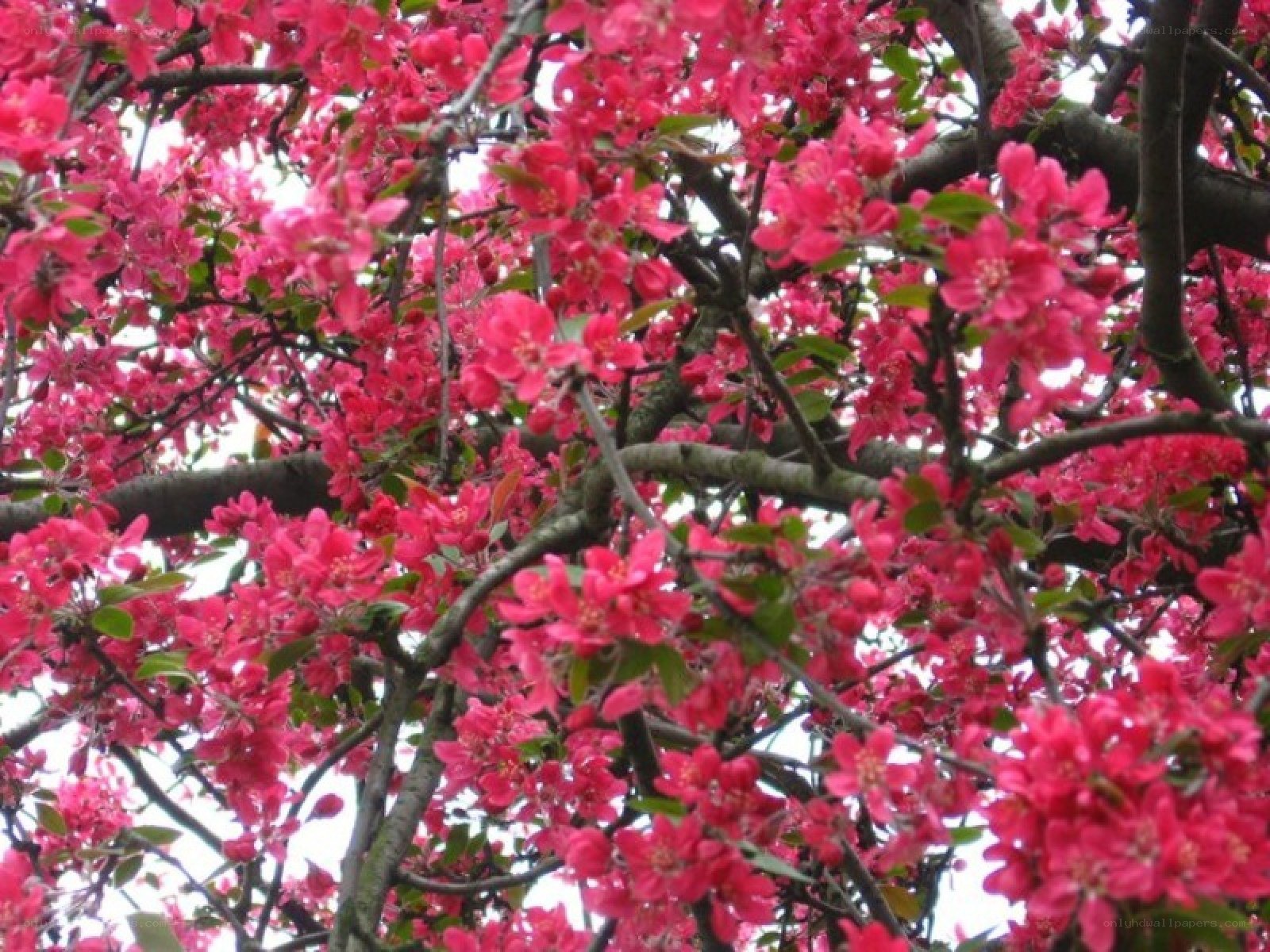 Pink blossoms on a tree