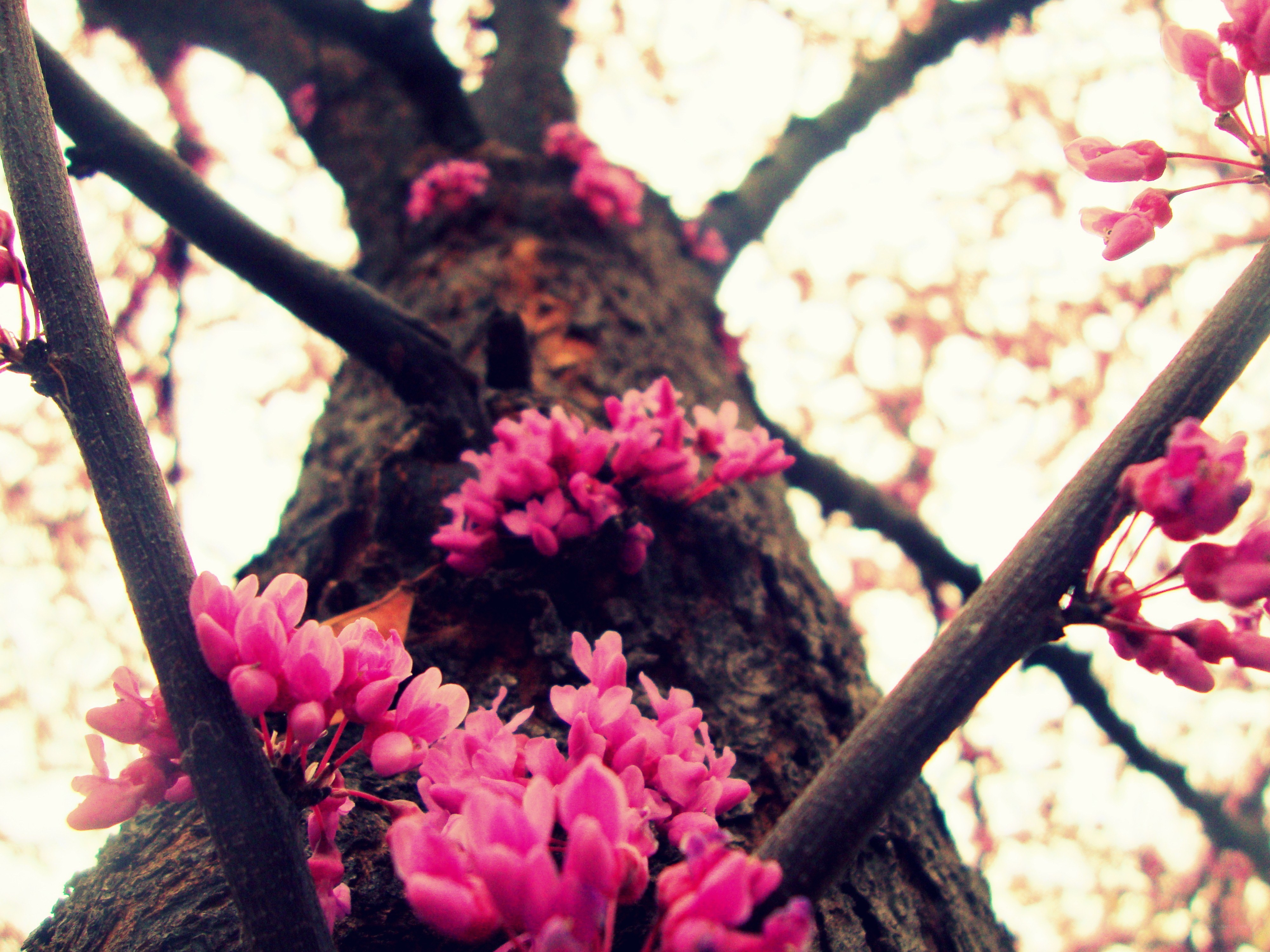 Pink blossoms on a tree