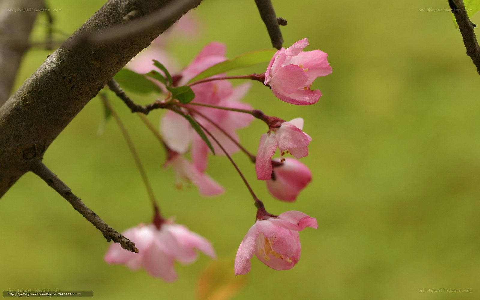 Pink blossoms on a tree branch