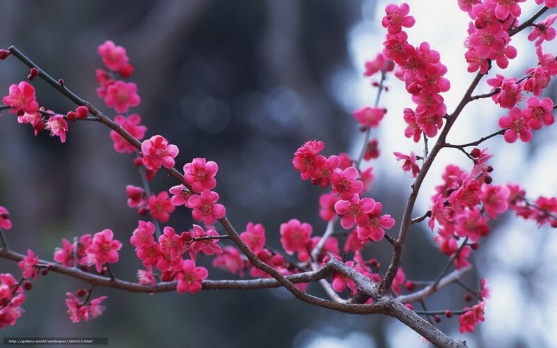 Pink blossoms on a tree branch