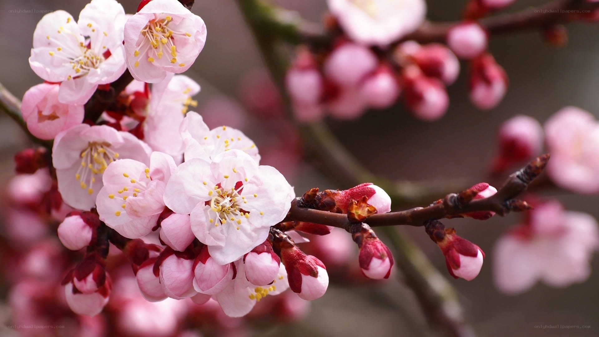 Pink blossoms on a tree branch