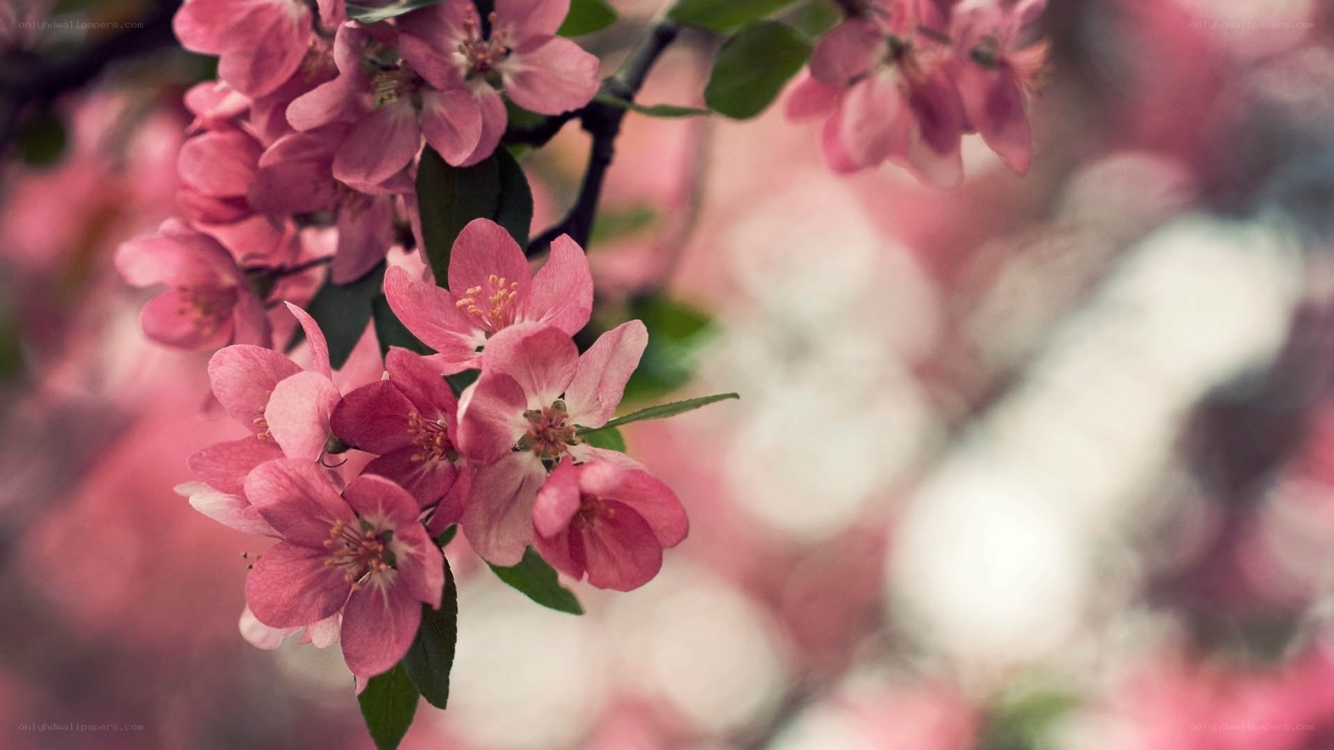 Pink blossoms on a tree branch