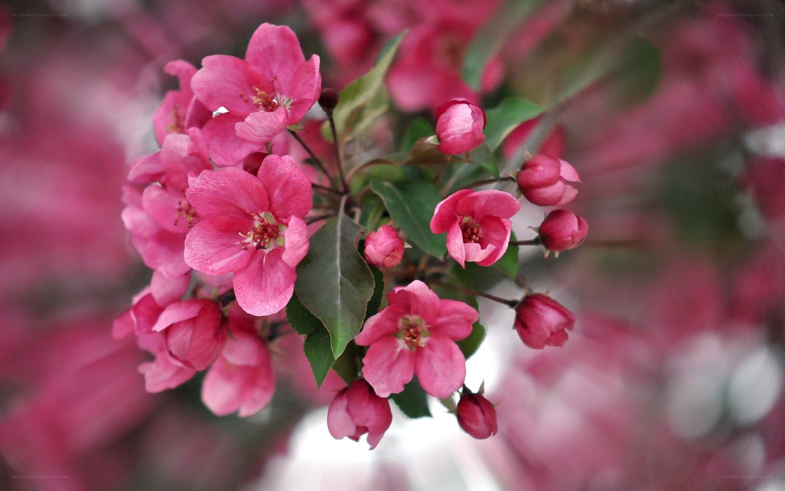 Pink blossoms on a tree branch